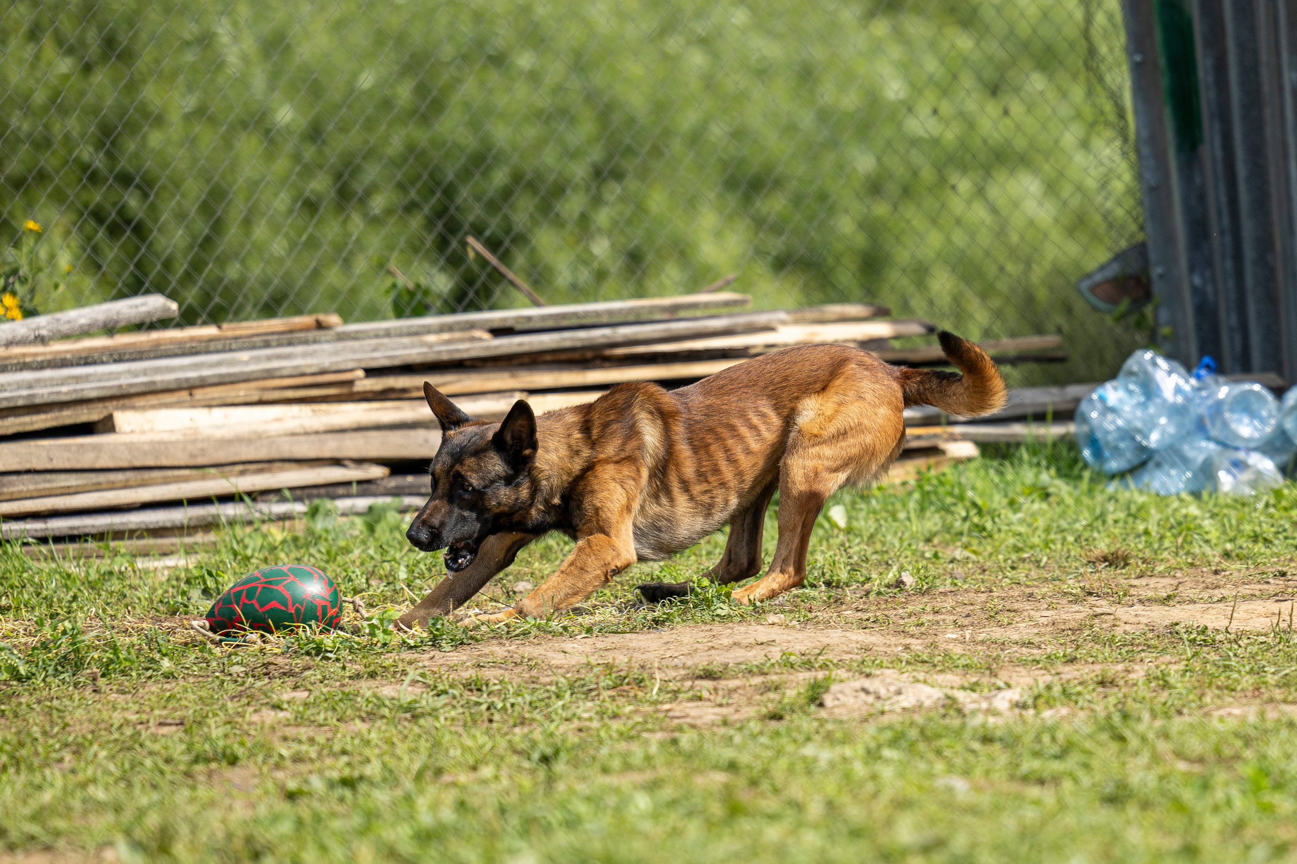Соревнования по Мондьорингу г. Вологда 10-11.08.2024. Фотограф-анималист Анна Маринич