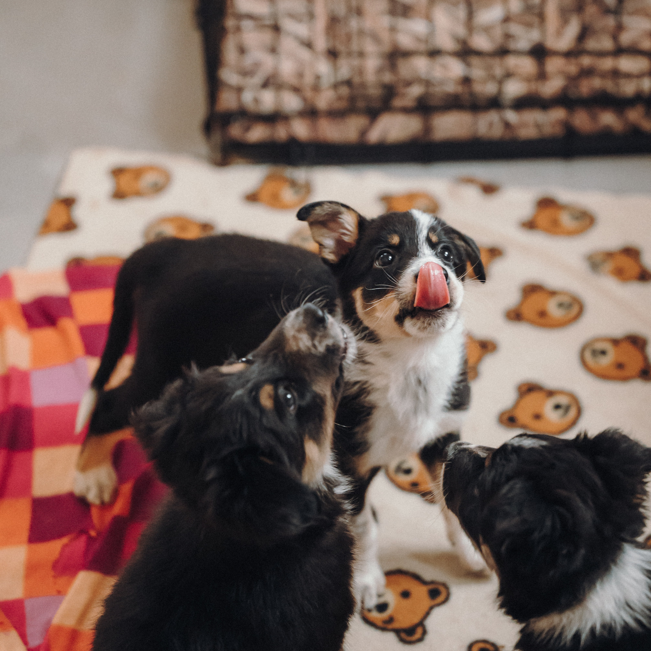 Бордер колли. Семейный фотограф анималист Ананьева Мария — Москва