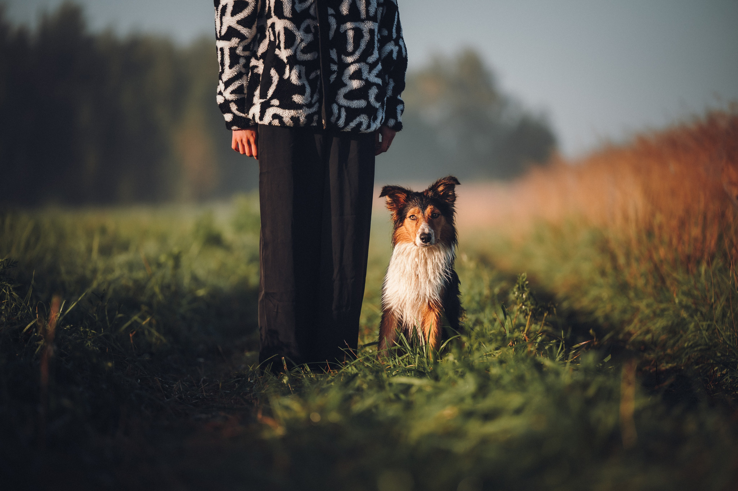 Саша, Флик и Эсприт. Семейный фотограф анималист Ананьева Мария — Москва