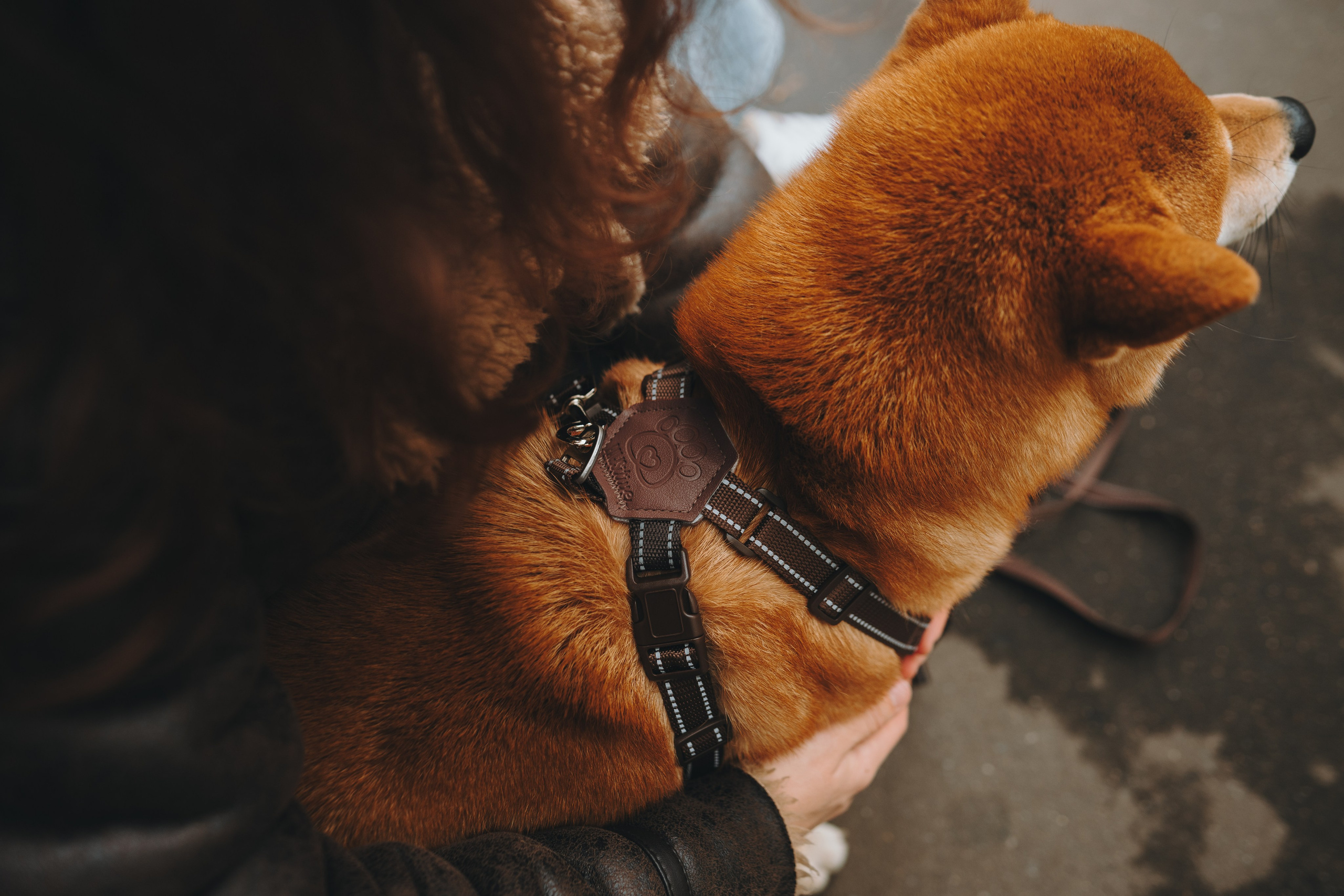 Pawsitive. Семейный фотограф анималист Ананьева Мария — Москва