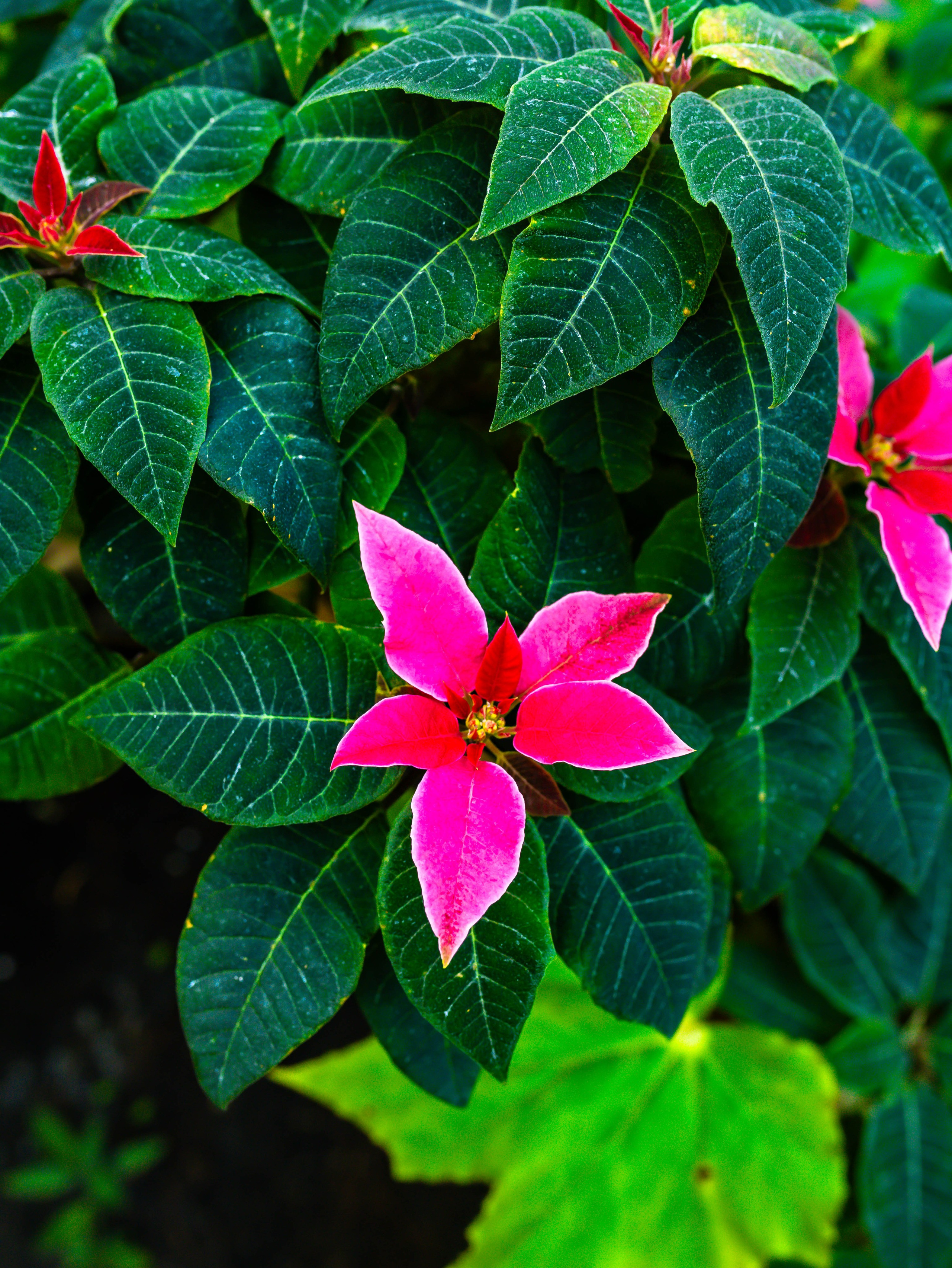 Фотографии природы Липецка. Свадебный и семейный фотограф Виолетта в Липецке