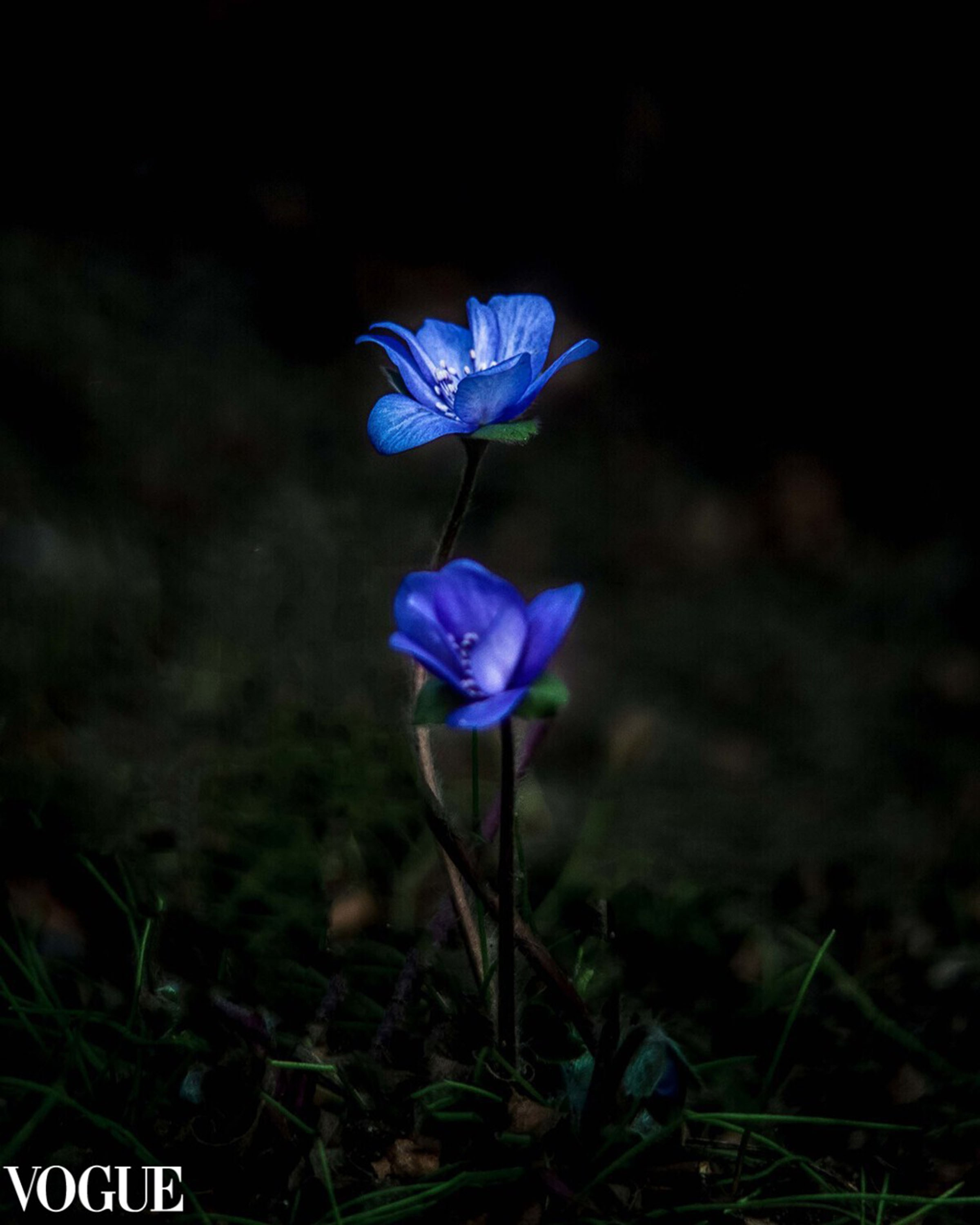 VOGUE. Семейный и детский фотограф в Москве Ольга Кривенцова