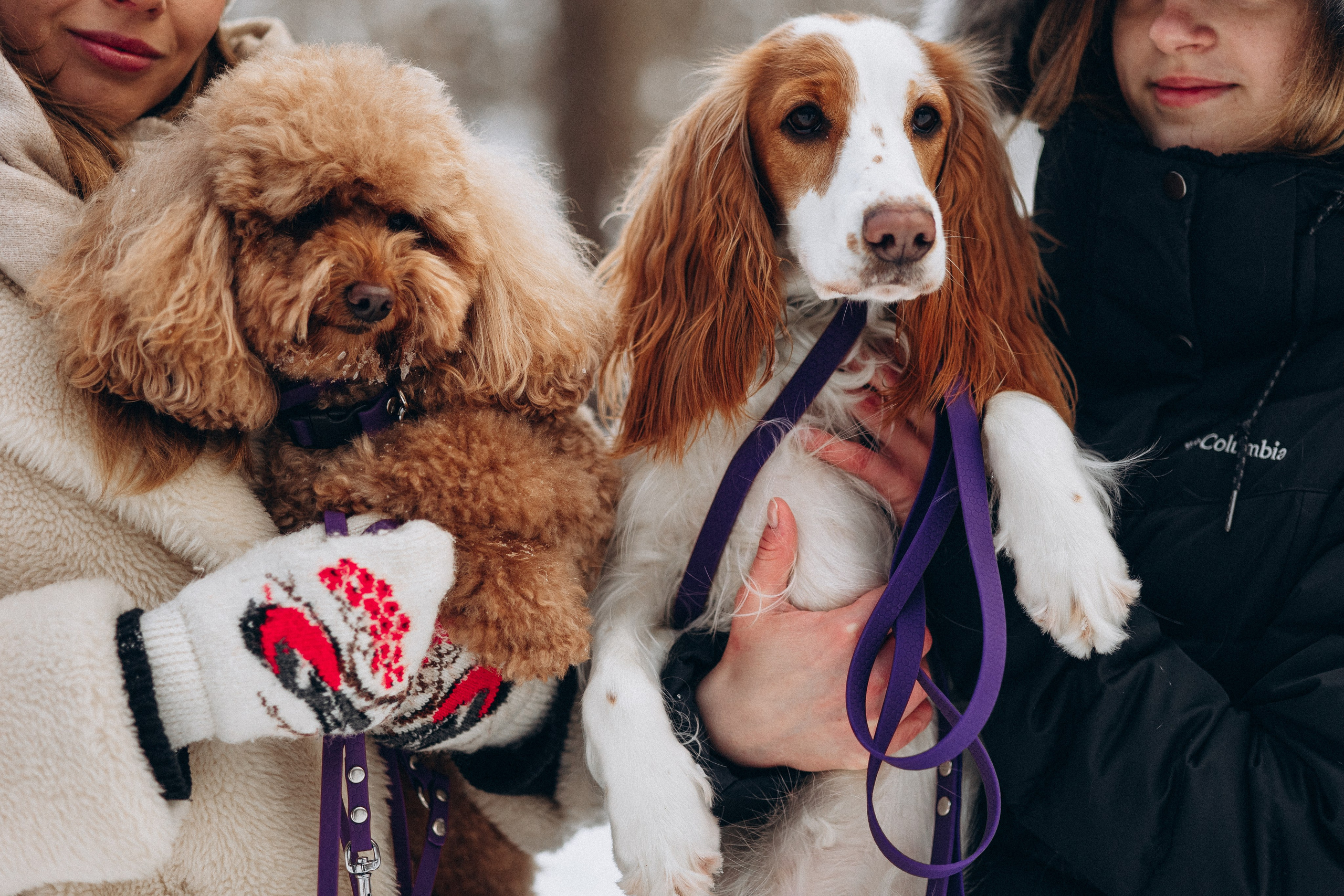 Амуниция «Бобик» 2. Фотораф — анималист Мария Шистка
