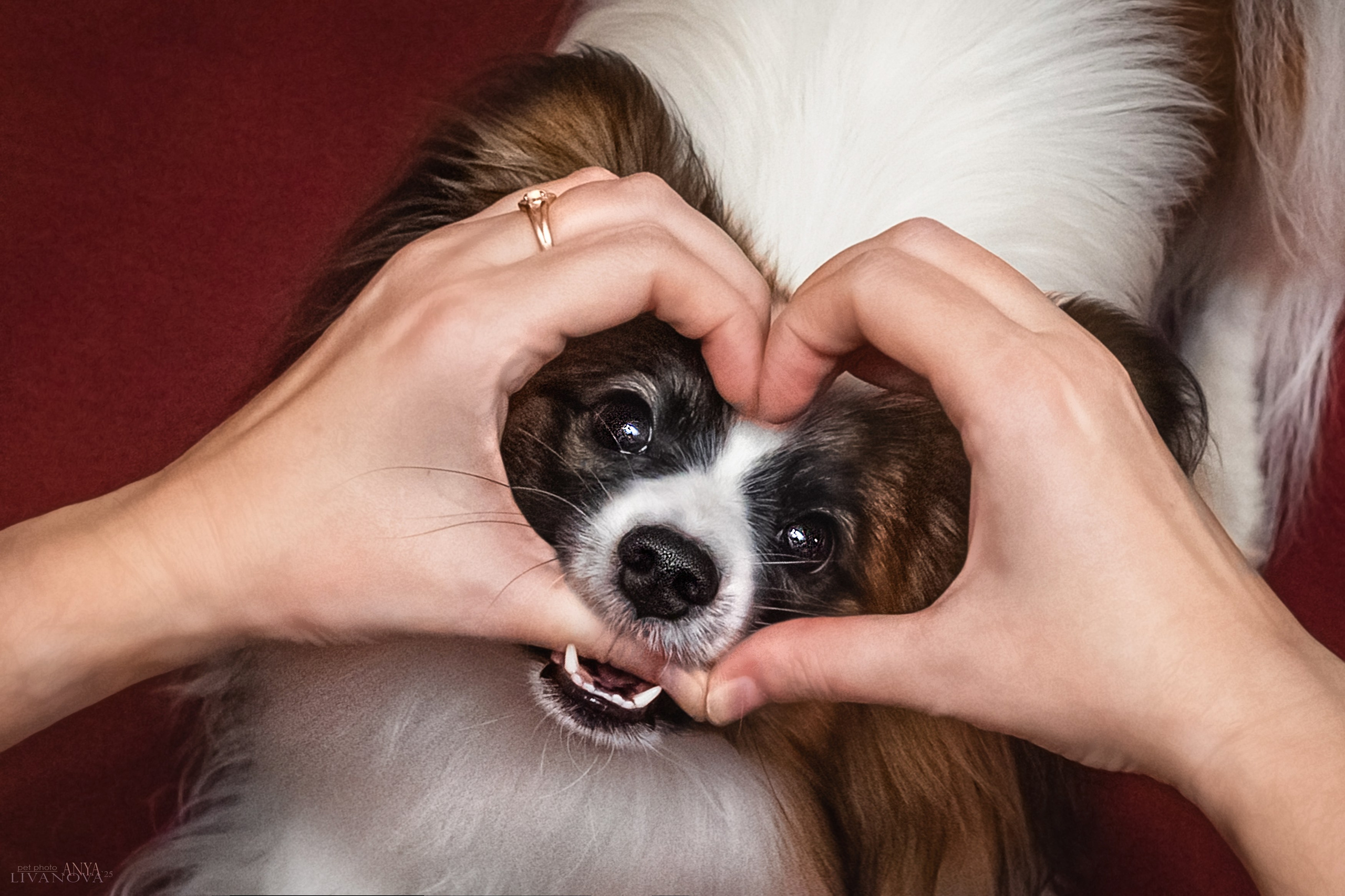 Хьюстон. Фотограф анималист Аня Ливанова | Рыбинск