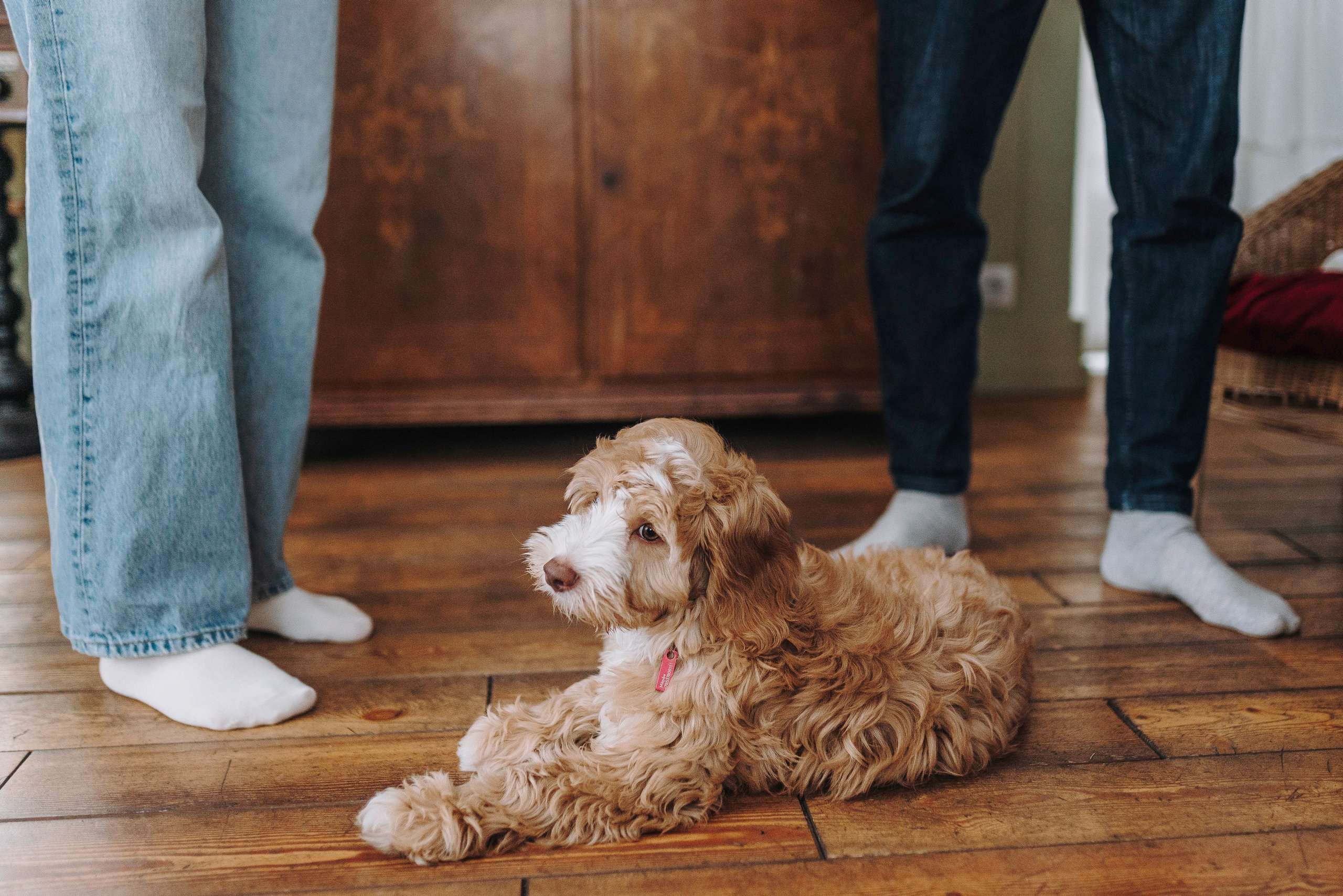 Мёрфи, Таня и Антон. Фотограф анималист в Спб недорого Олеся Майорова