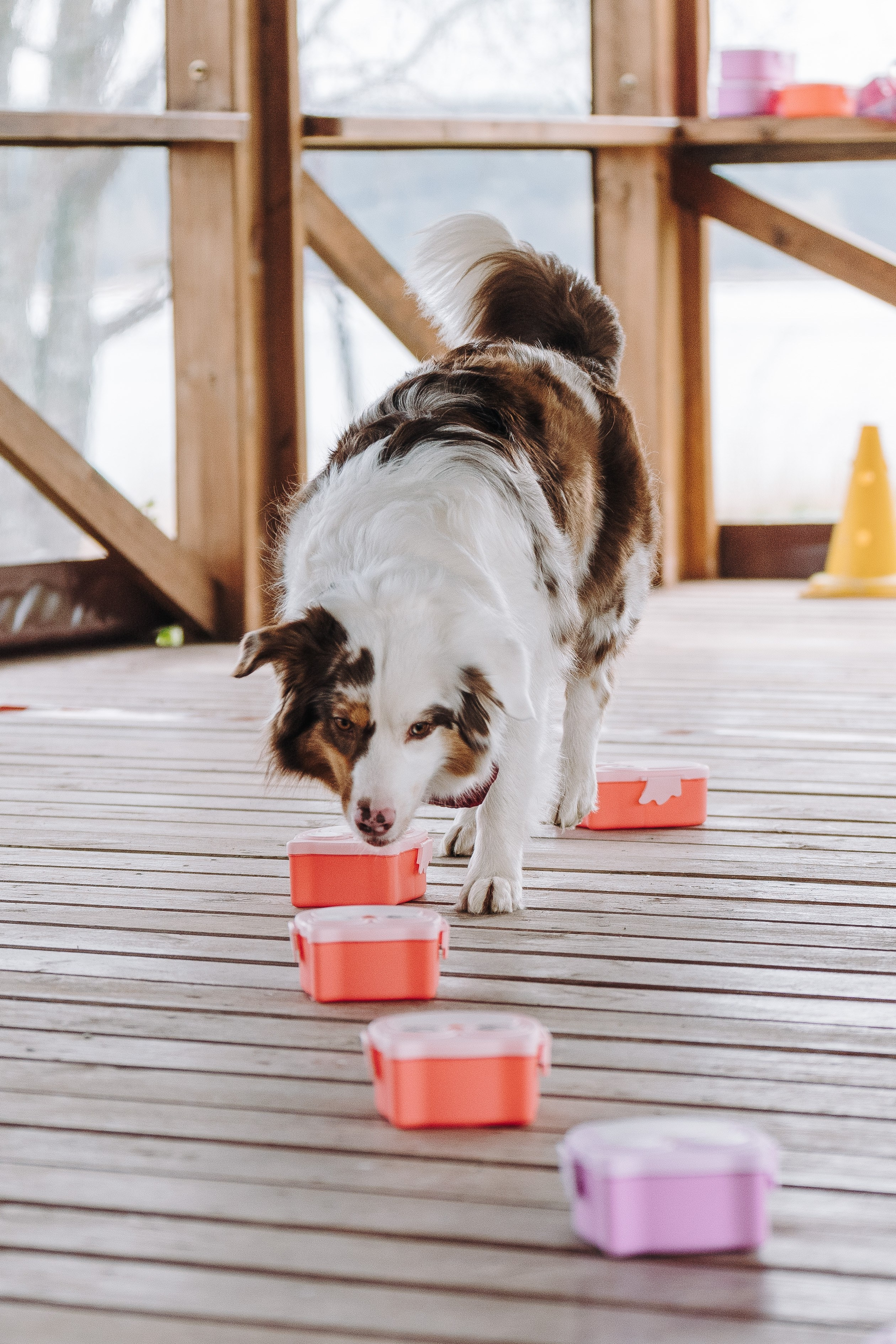 Соревнования по ноузворку в Лосево. Фотограф анималист в Спб недорого Олеся Майорова