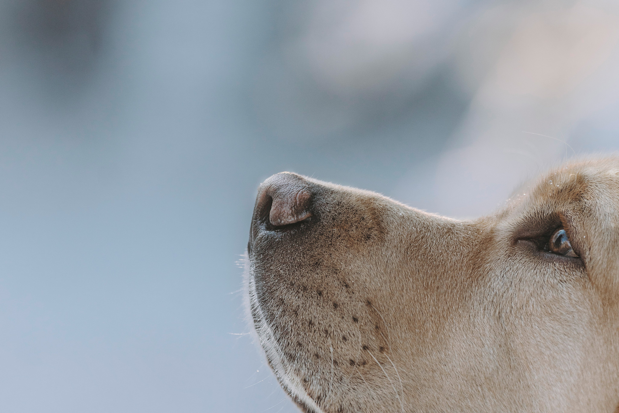 Аня и Честер. Фотограф анималист в Спб недорого Олеся Майорова