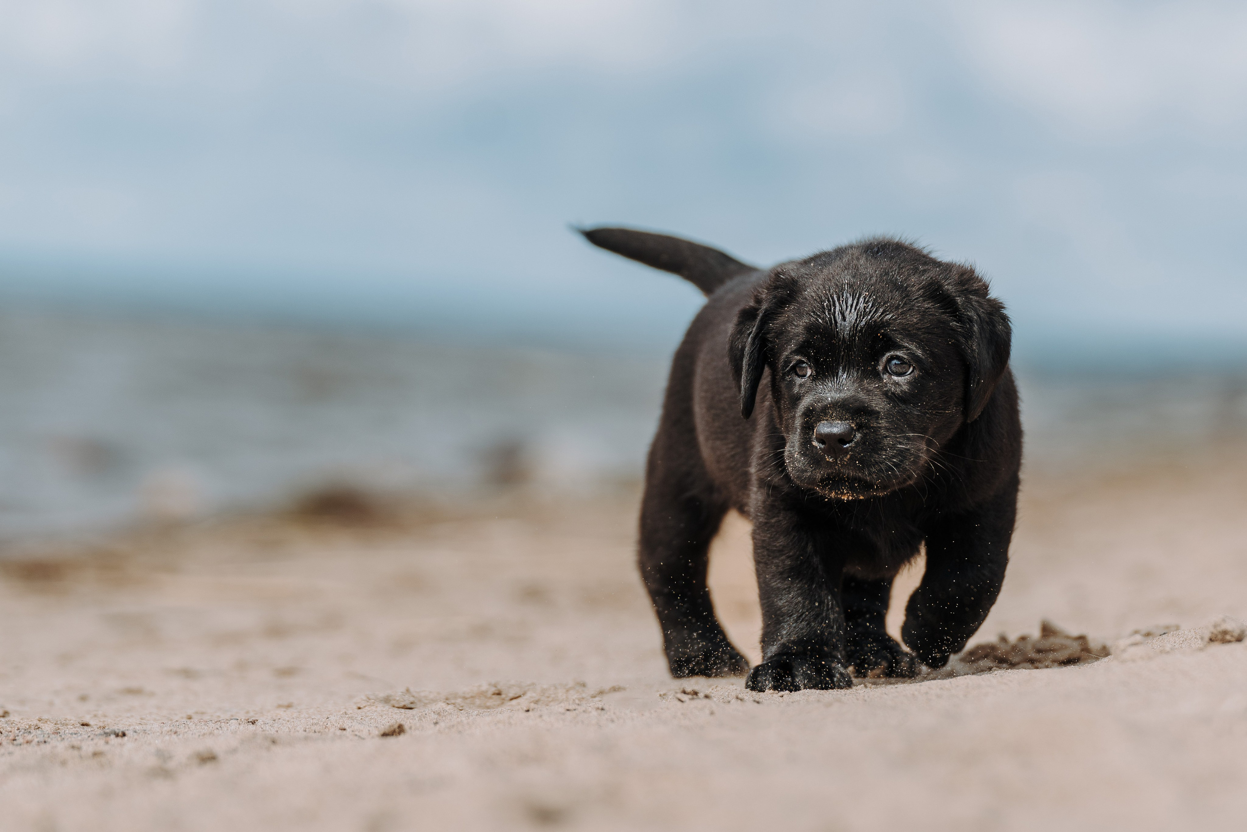 Лабрадорчики на пляже. Фотограф анималист в Спб недорого Олеся Майорова