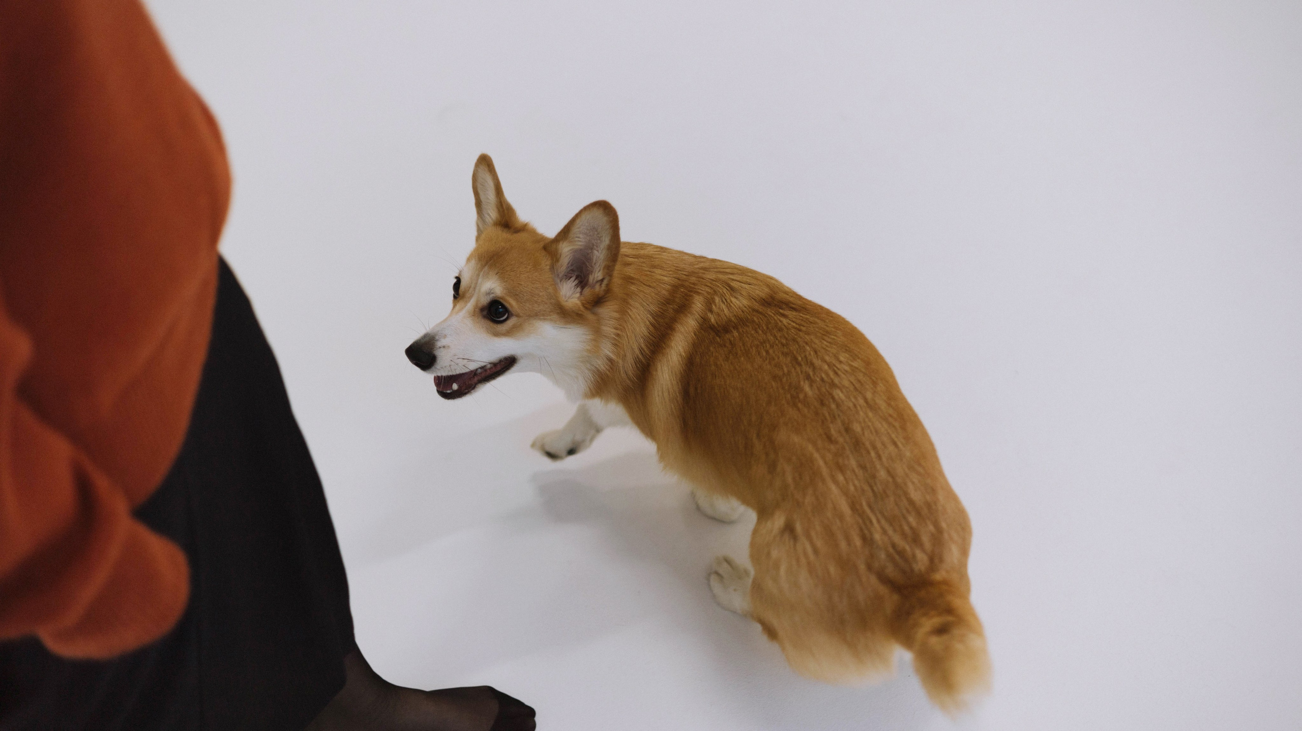 Настя и Мия. Фотограф-анималист Богданова Полина