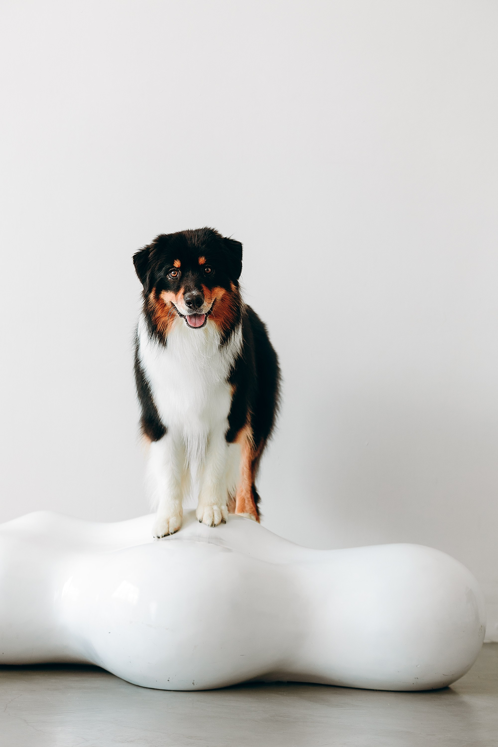 День рождения Рея. Фотограф. Фотограф-анималист. Москва