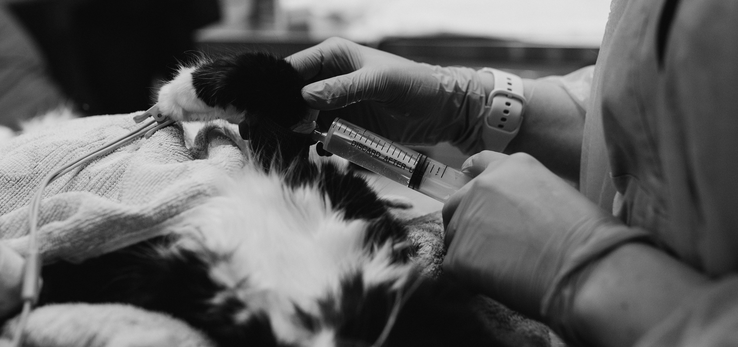 VetLife. Татьяна Афонина | Фотограф