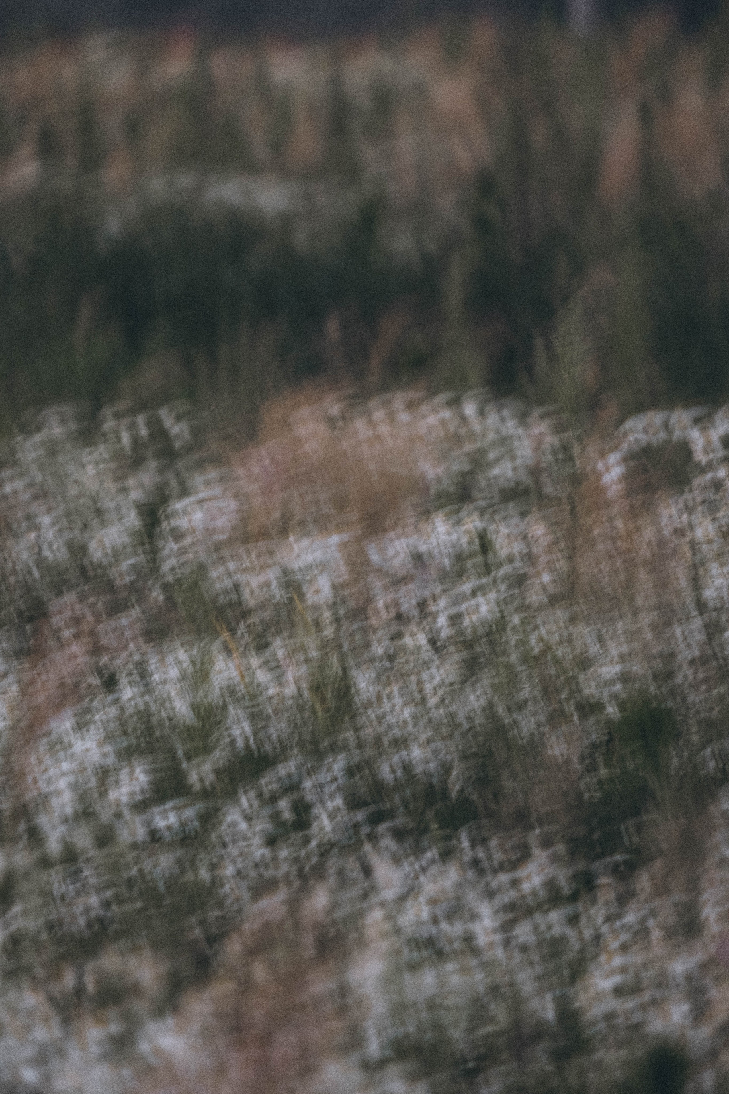 Ромашковое поле. Профессиональный фотограф, Санкт-Петербург — Виктория Богомолова
