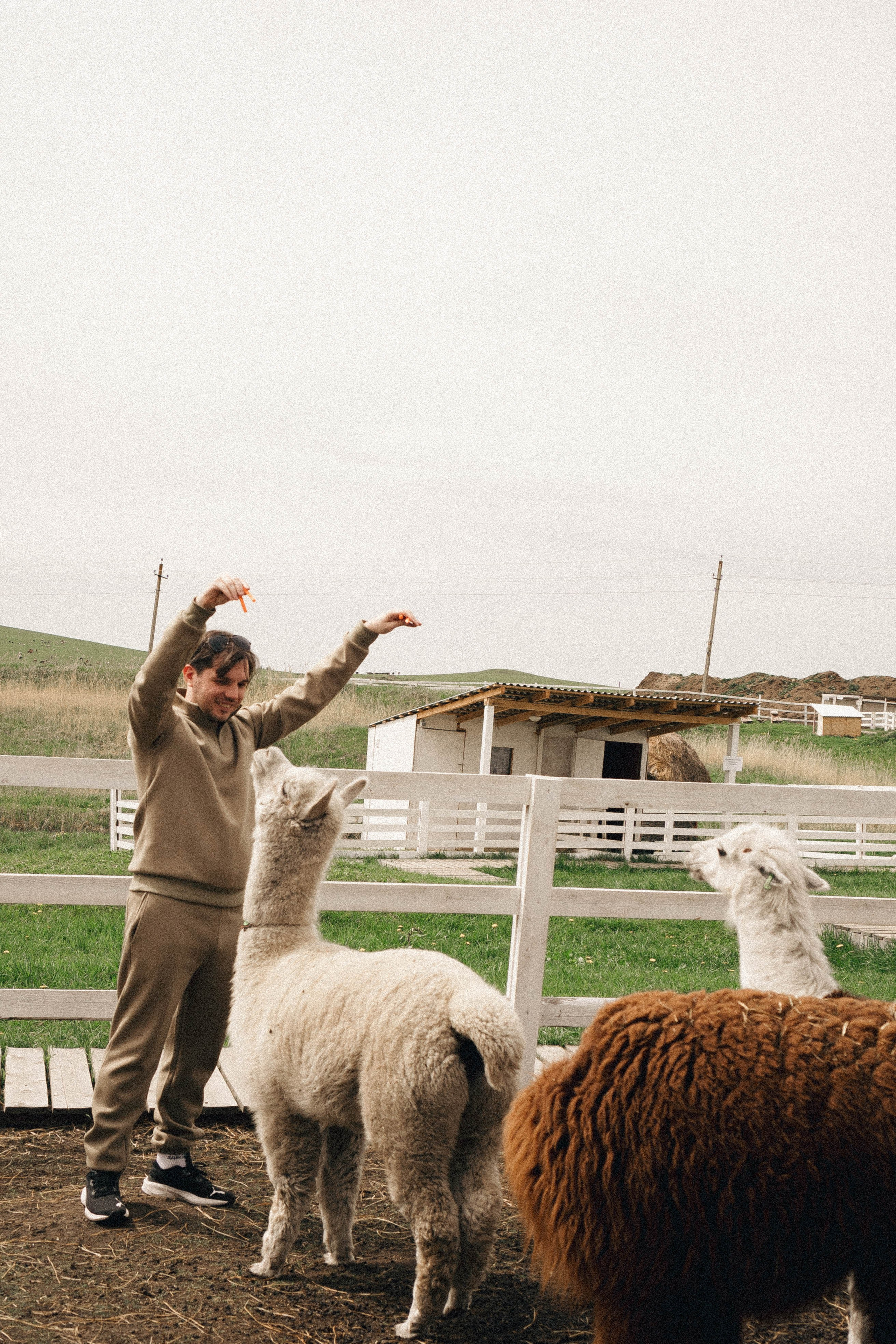 Ферма Альпак. Профессиональный фотограф, Санкт-Петербург — Виктория Богомолова