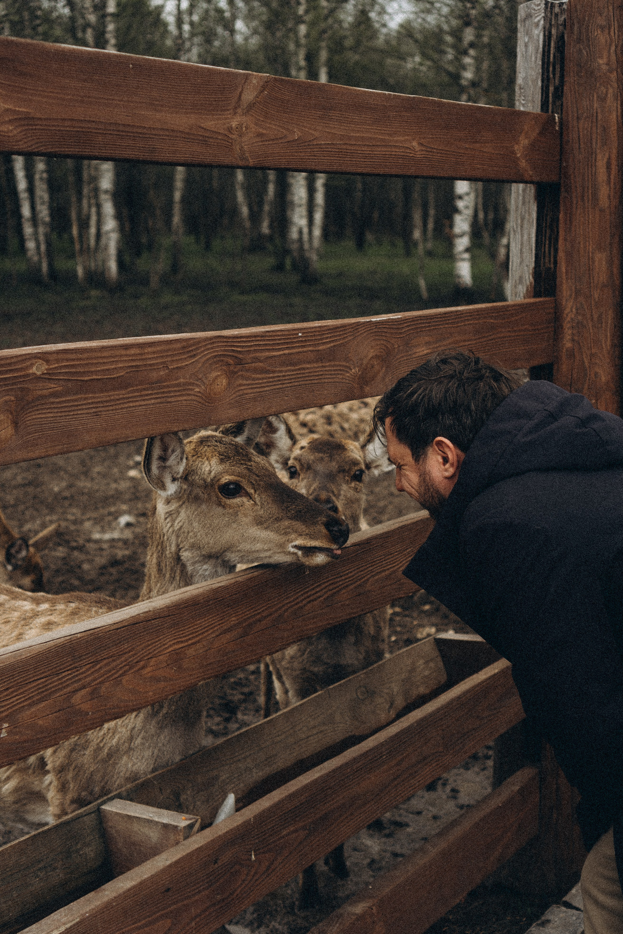ОЛЕНЬЯ ФЕРМА В ТВЕРИ. Профессиональный фотограф, Санкт-Петербург — Виктория Богомолова