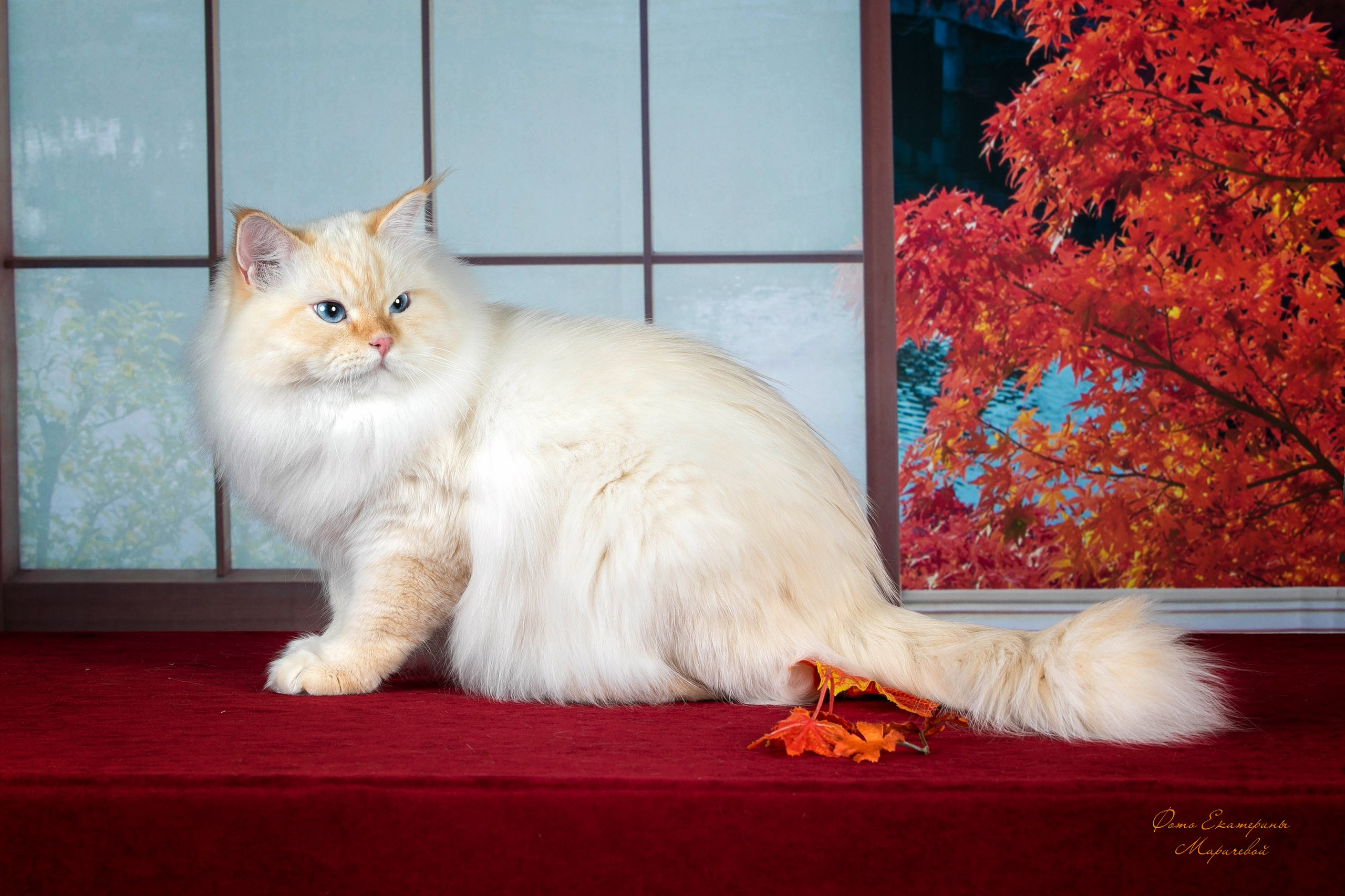 Стендовая съёмка на выставках кошек. Фотограф-анималист в Омске Екатерина Маричева