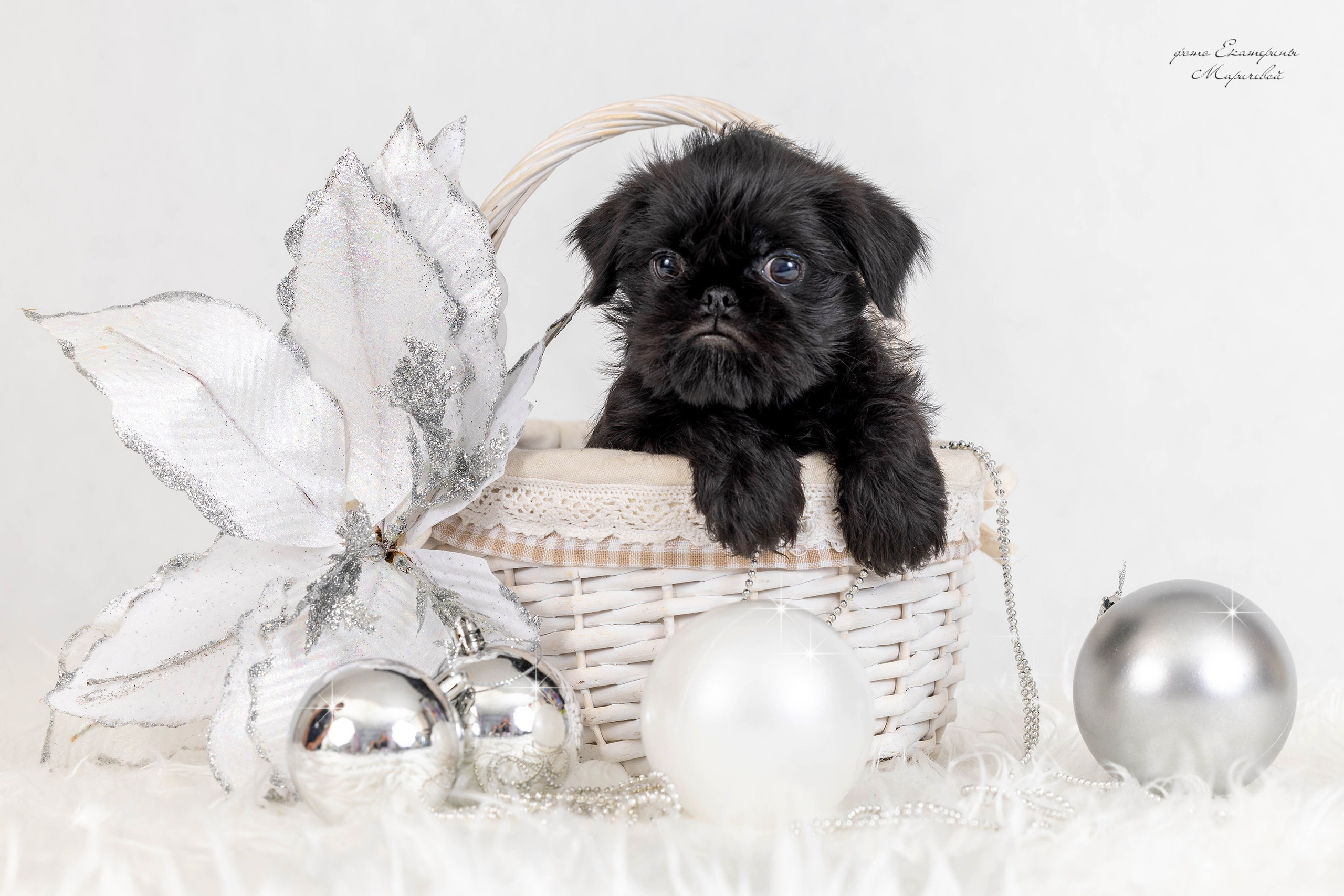 Фоны чёрный, белый, серый. Фотограф-анималист в Омске Екатерина Маричева