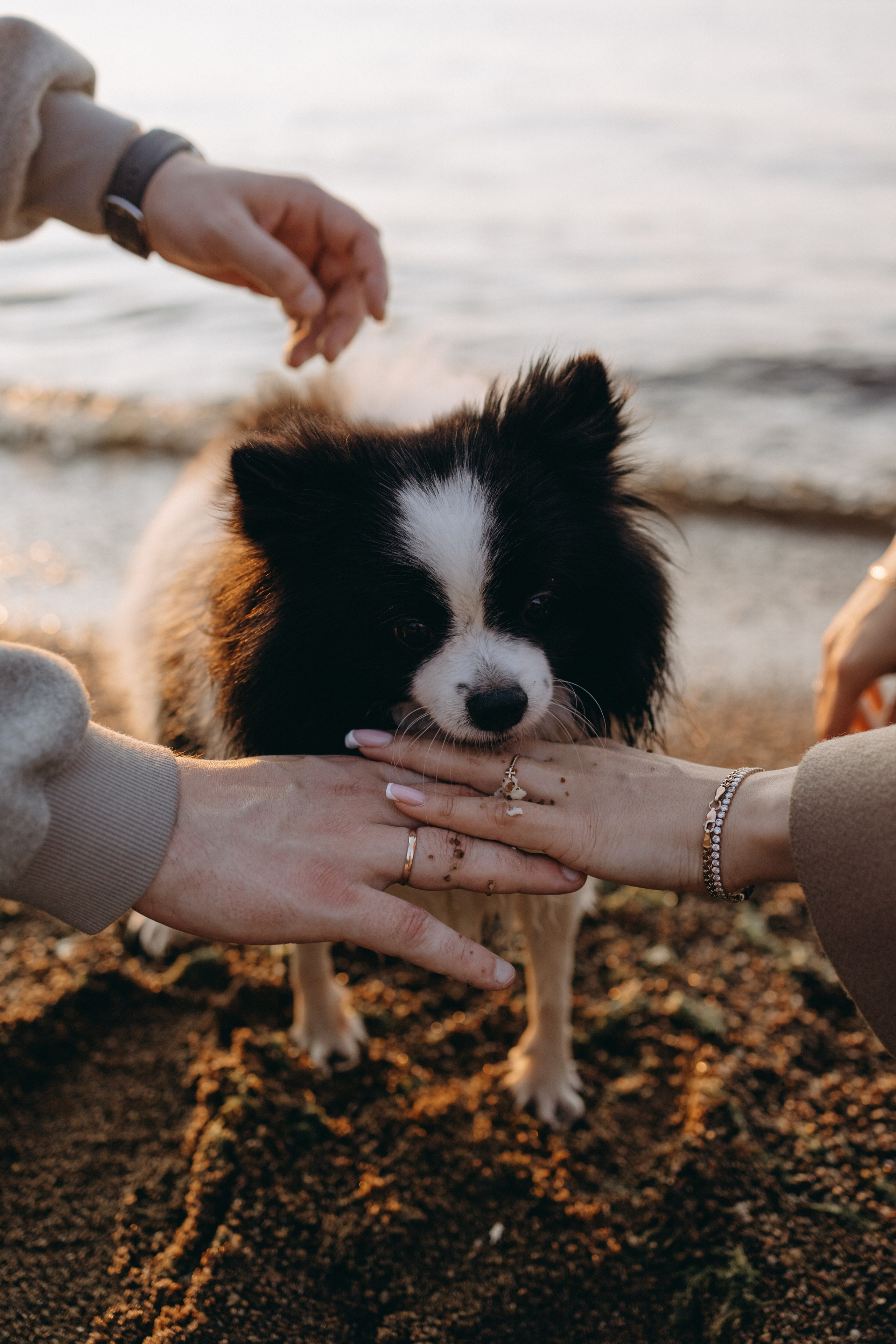 Диана и ее мальчики. Фотограф — Анималист | Санкт-Петербург