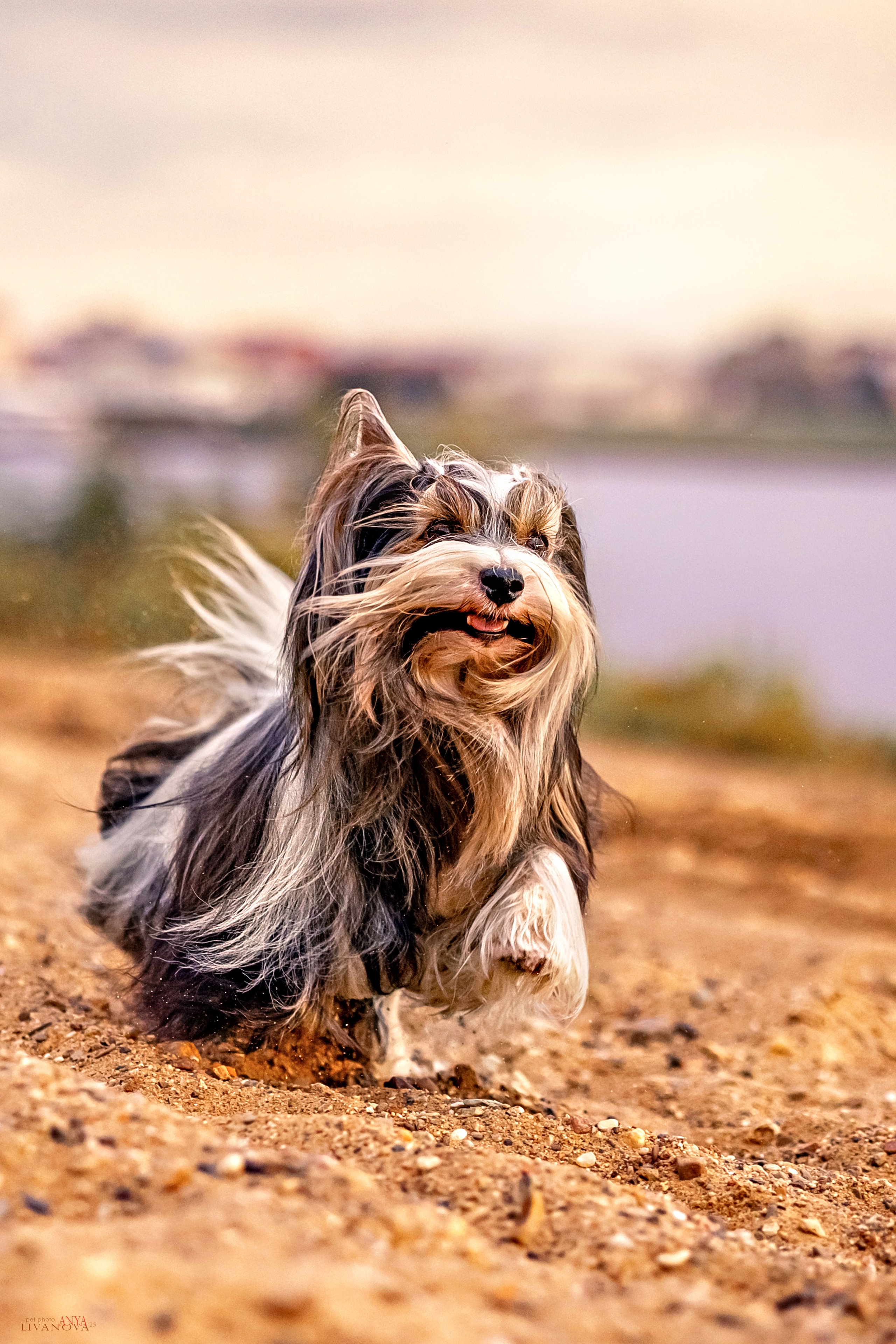 Катя + Астин и Олаф. Фотограф анималист Аня Ливанова | Рыбинск