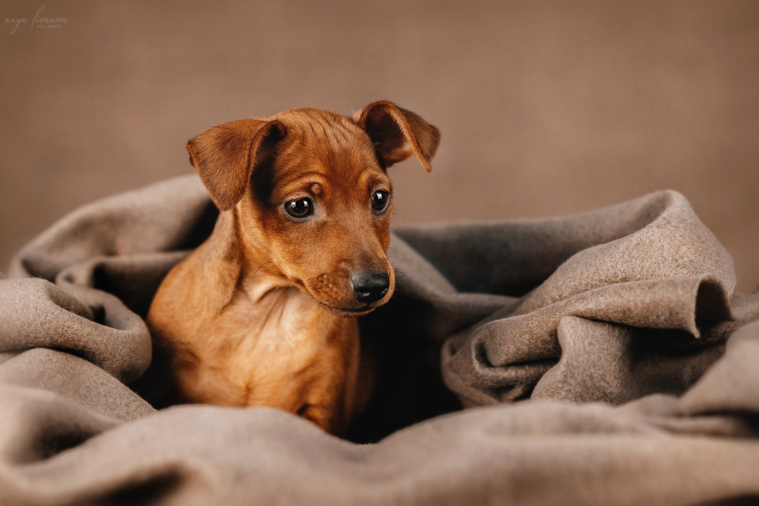 Пинчеры в мимозе. Фотограф анималист Аня Ливанова | Рыбинск