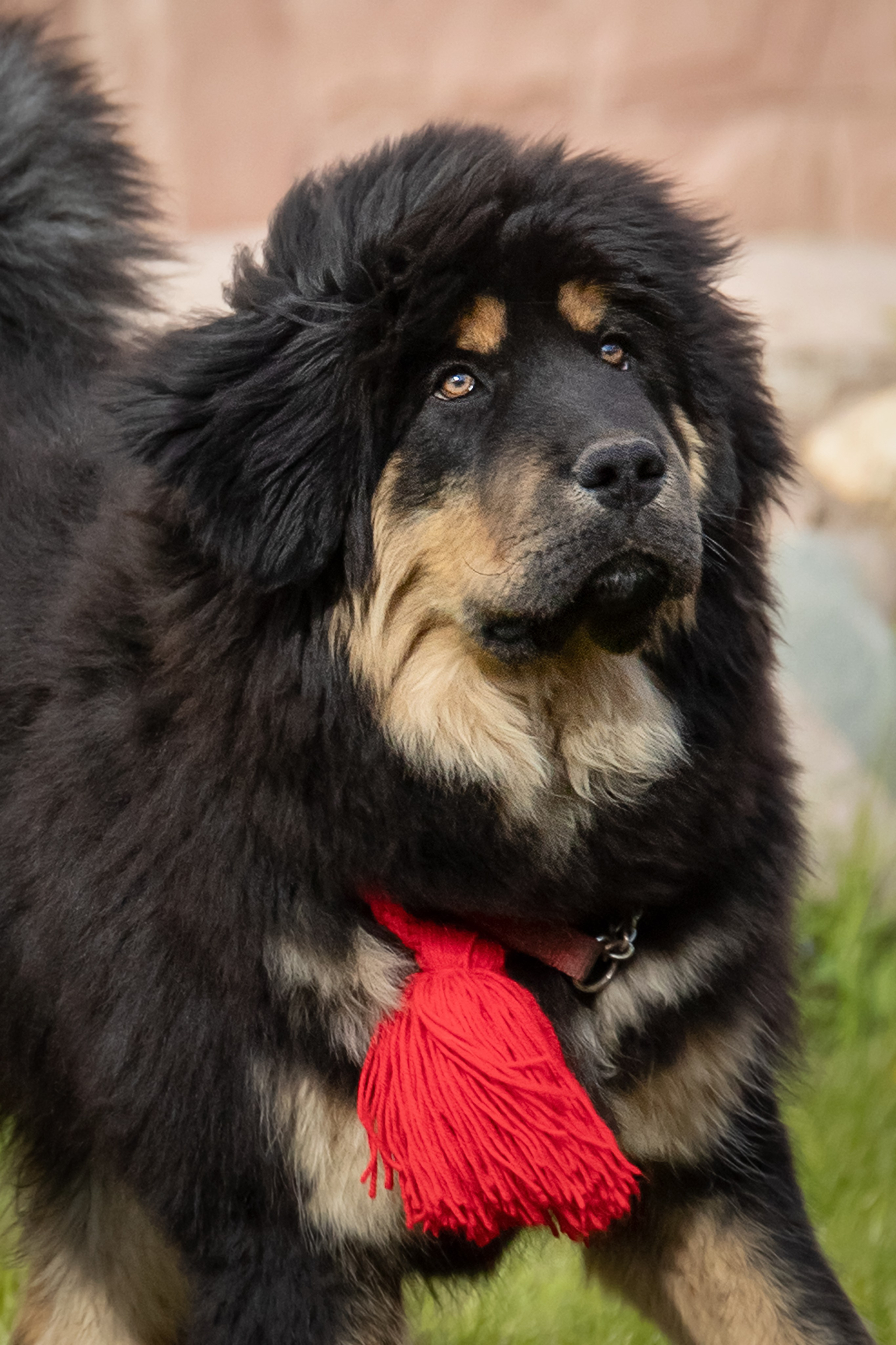 Тибетский мастиф. Юлия Микульская. Рыбинск