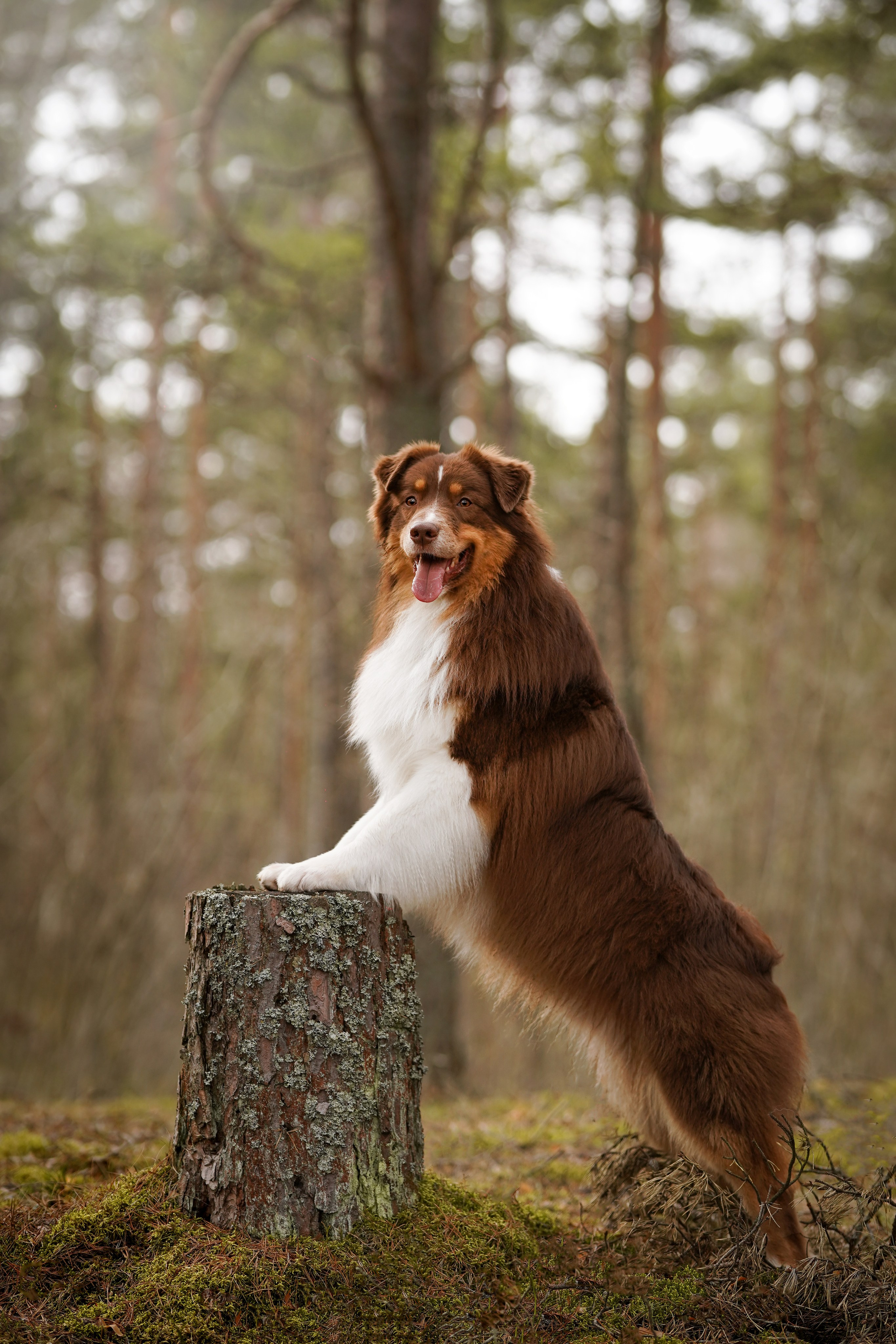 Аусси на Ладоге. Фотограф-анималист в Санкт-Петербурге Яна Мартынова