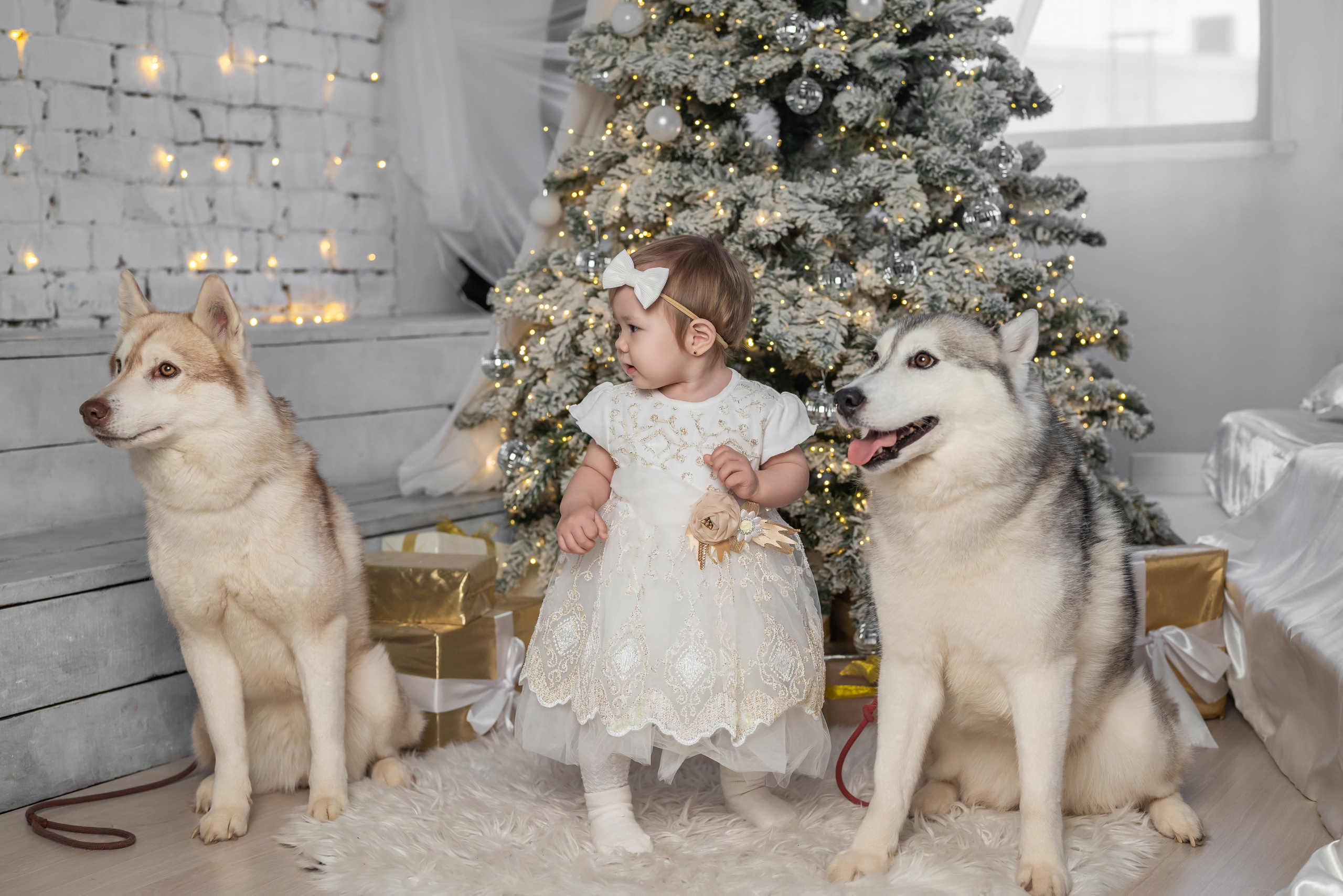 Фотопроект с хаски. Фотограф в городе Салават