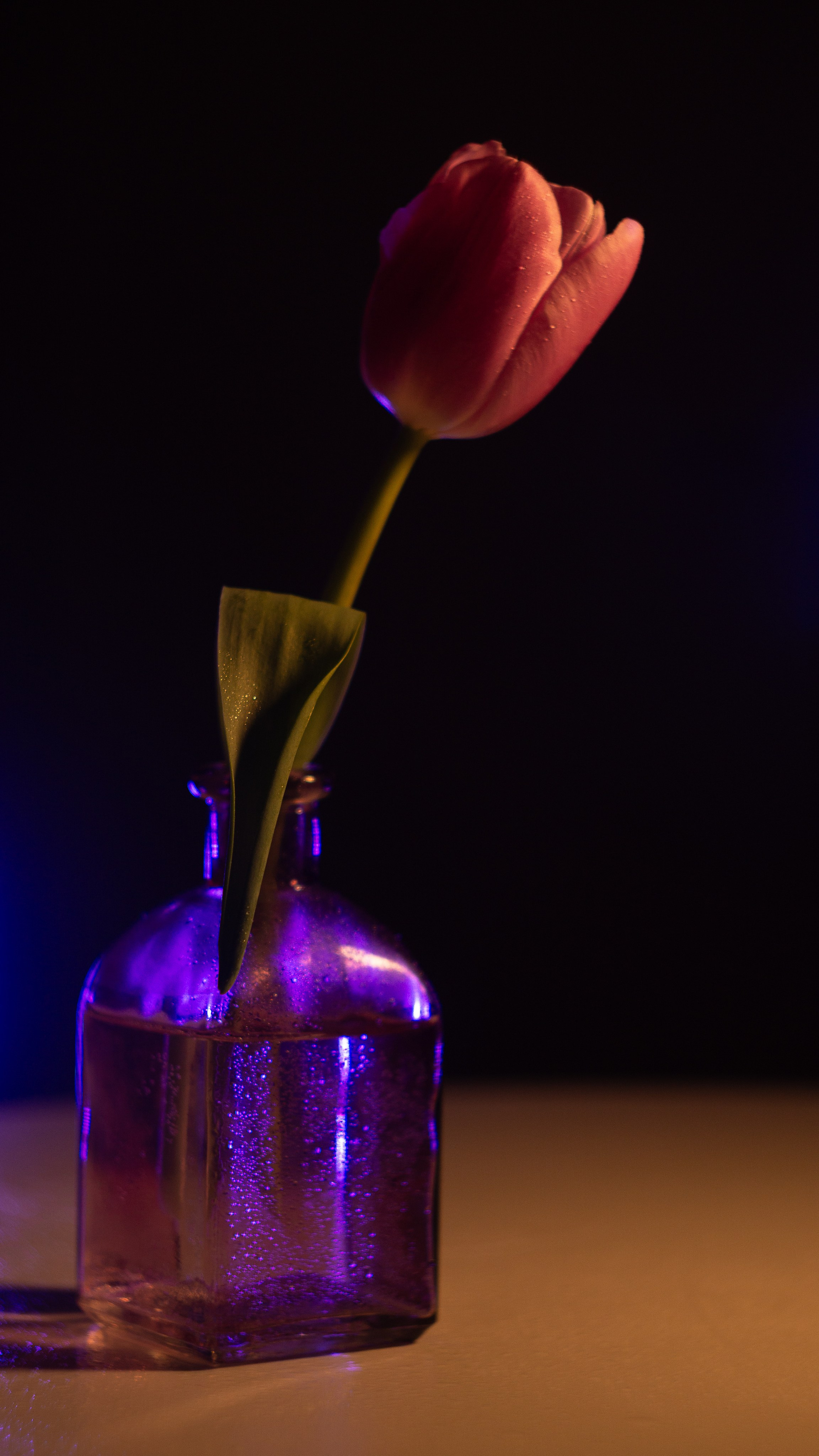 Цветы и свет. Фотограф в Москве Юлия Першина