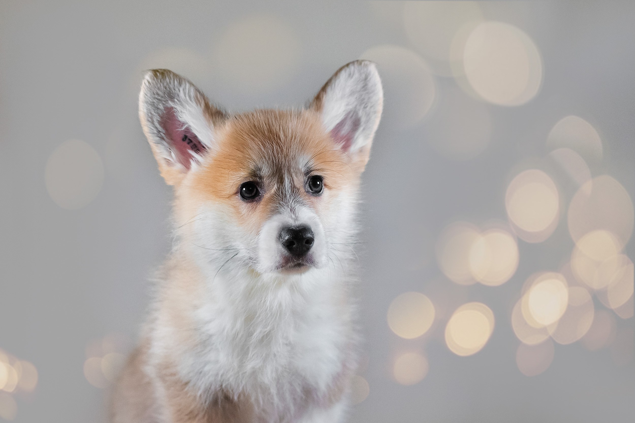 Вельш Корги Пемброк. Фотограф анималист, семейный фотограф, фотограф собак Комратова Мария. г. Москва