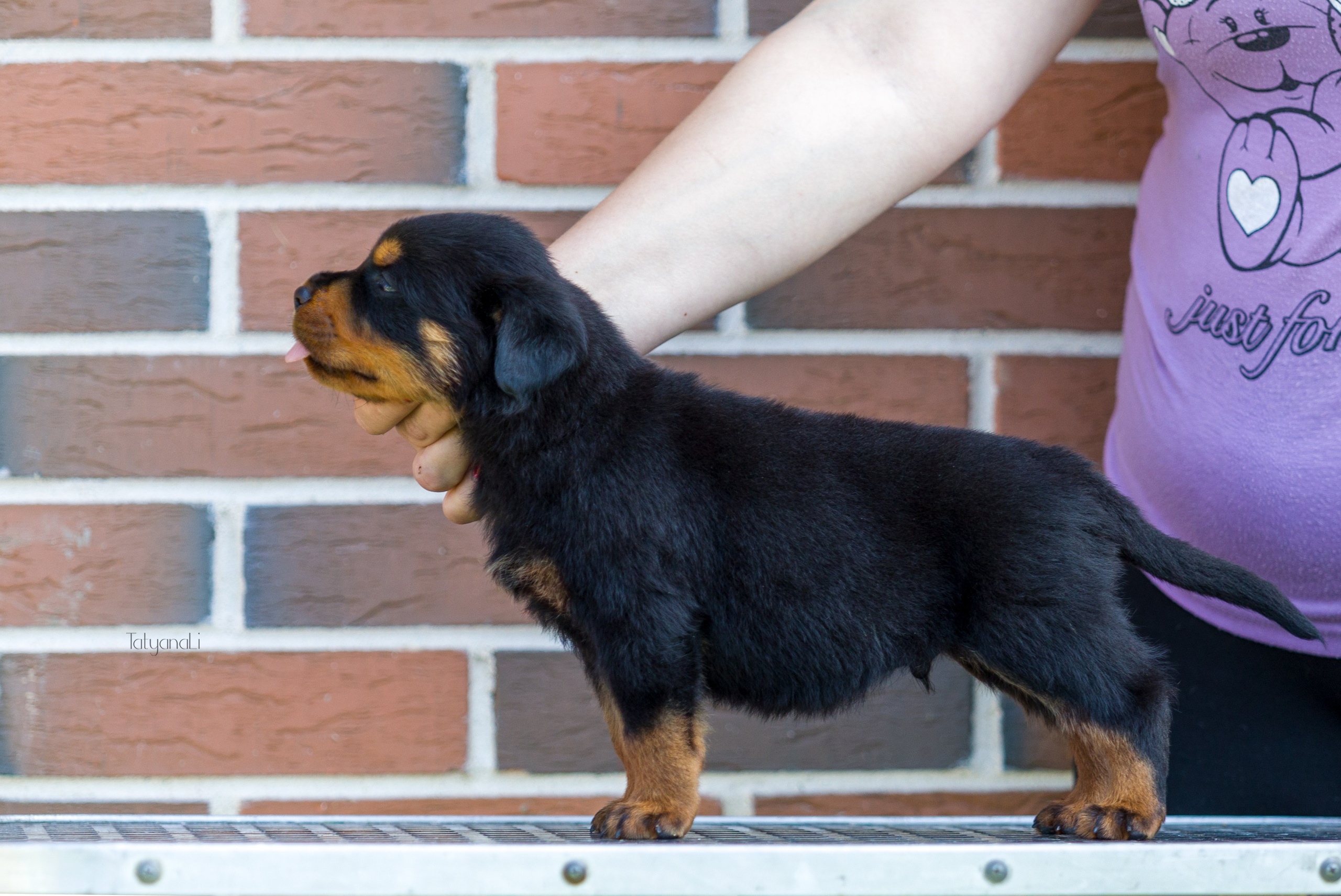 Ротвейлер. Фотограф — анималист Татьяна Ли