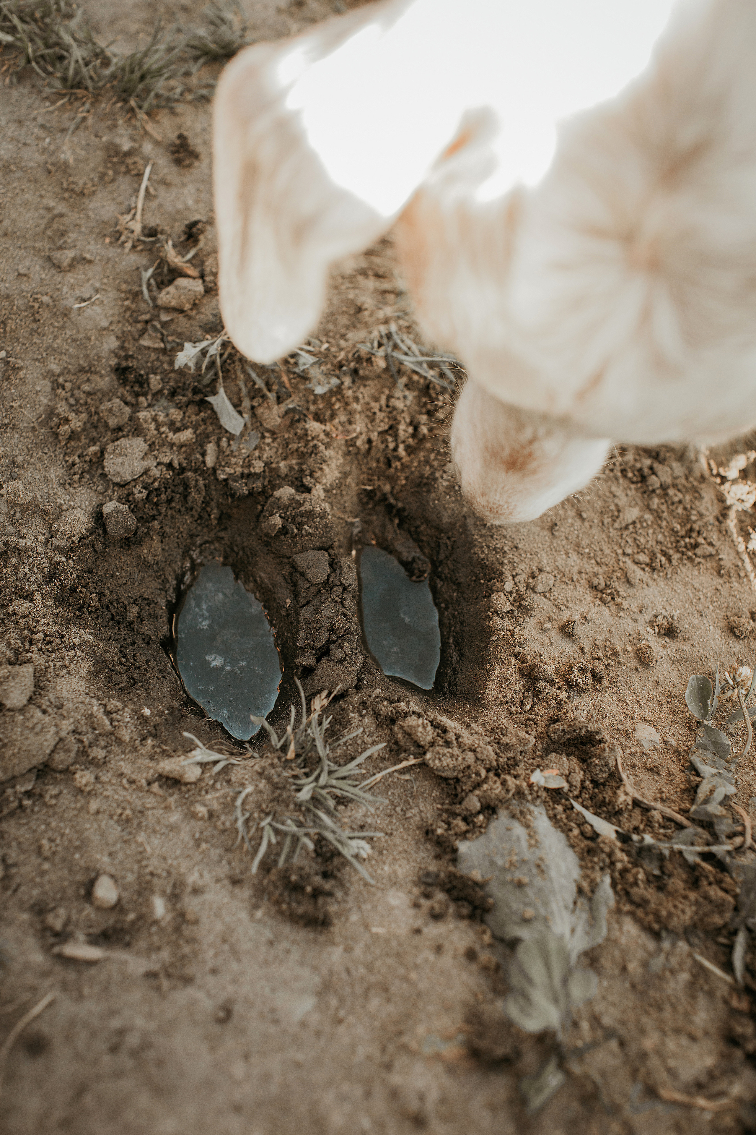 Сестрица Алёнушка и братец Иванушка. Детский и семейный фотограф в Пензе Лена бешенова