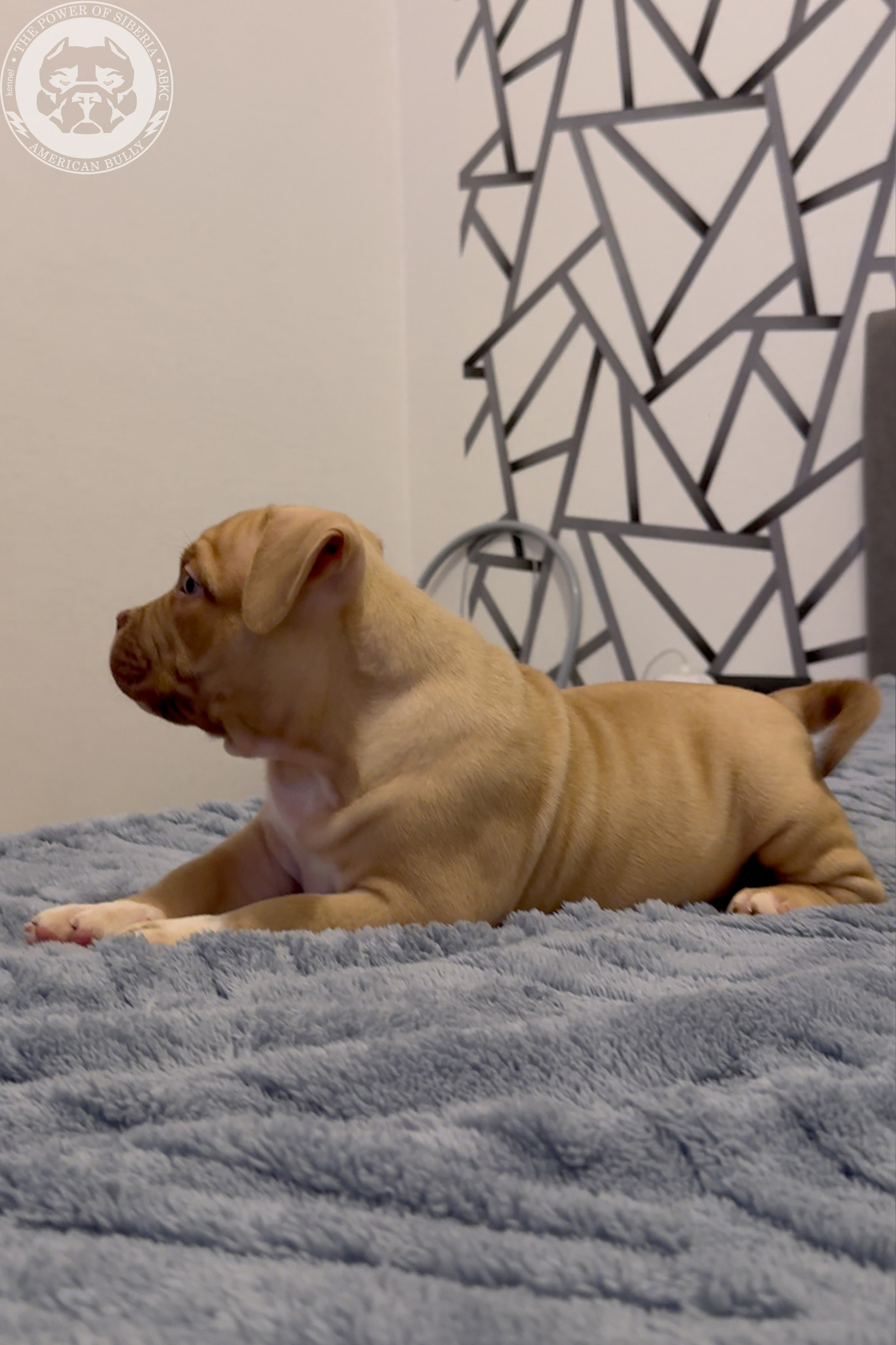 21.02.26-Мила-Турук. Американский Булли в г. Ростов-на-Дону. Питомник THE POWER OF SIBERIA