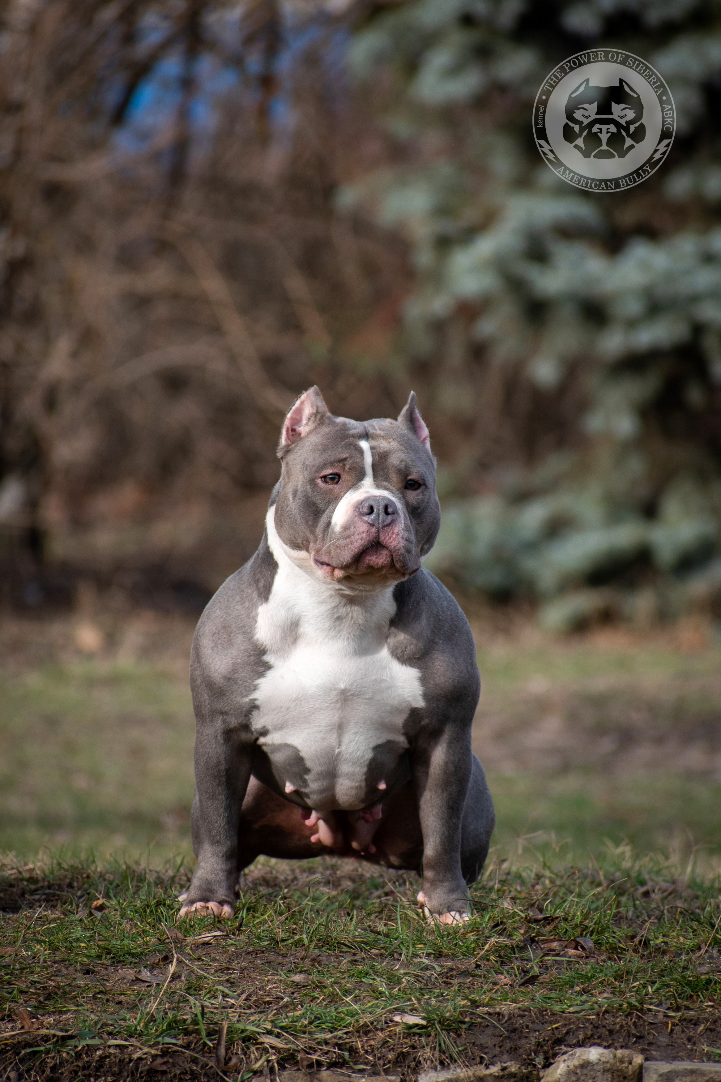 купить щенка Амбулли в Перми