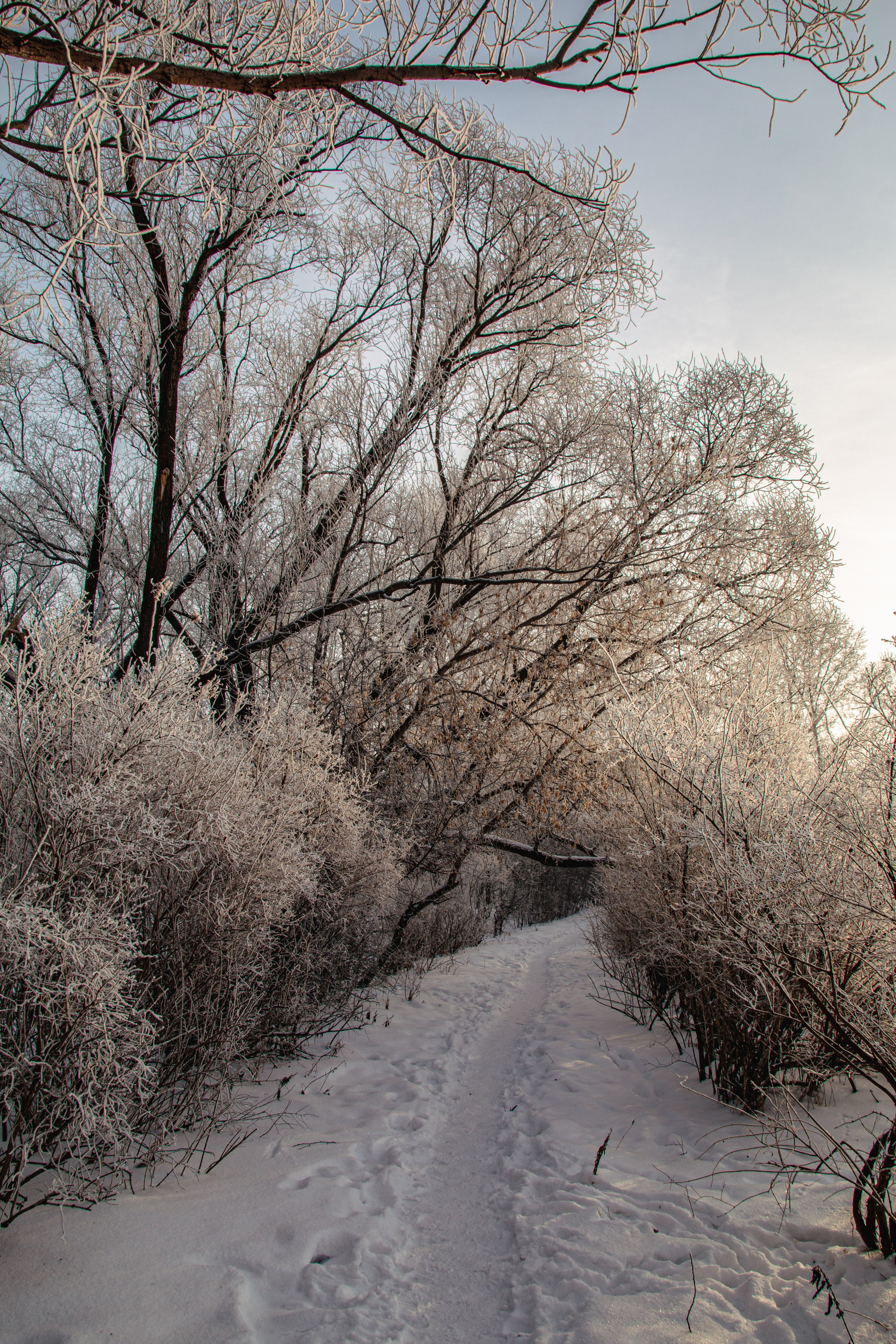Зима. Ваш фотограф Северск | Томск