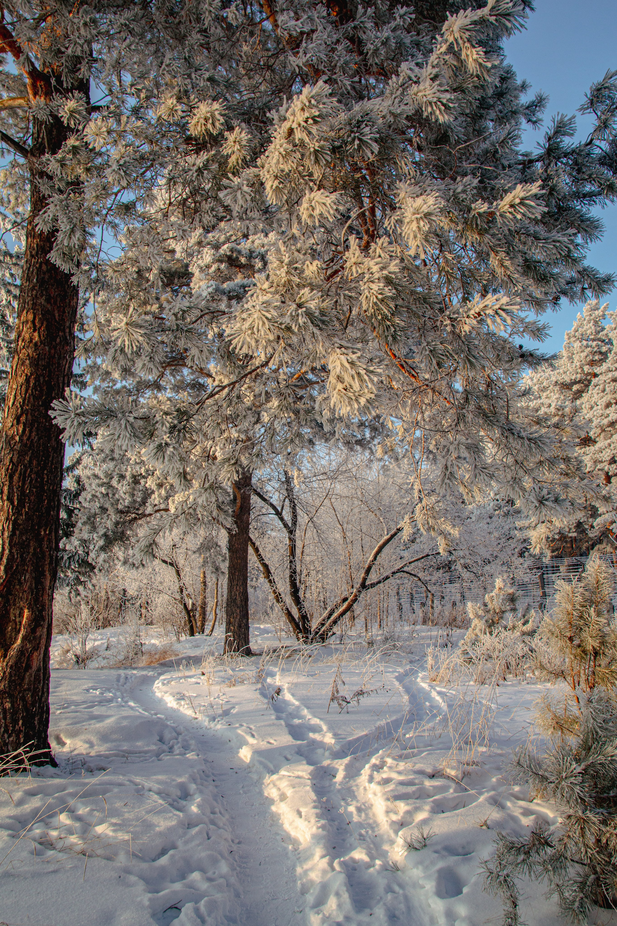 Зима. Ваш фотограф Северск | Томск