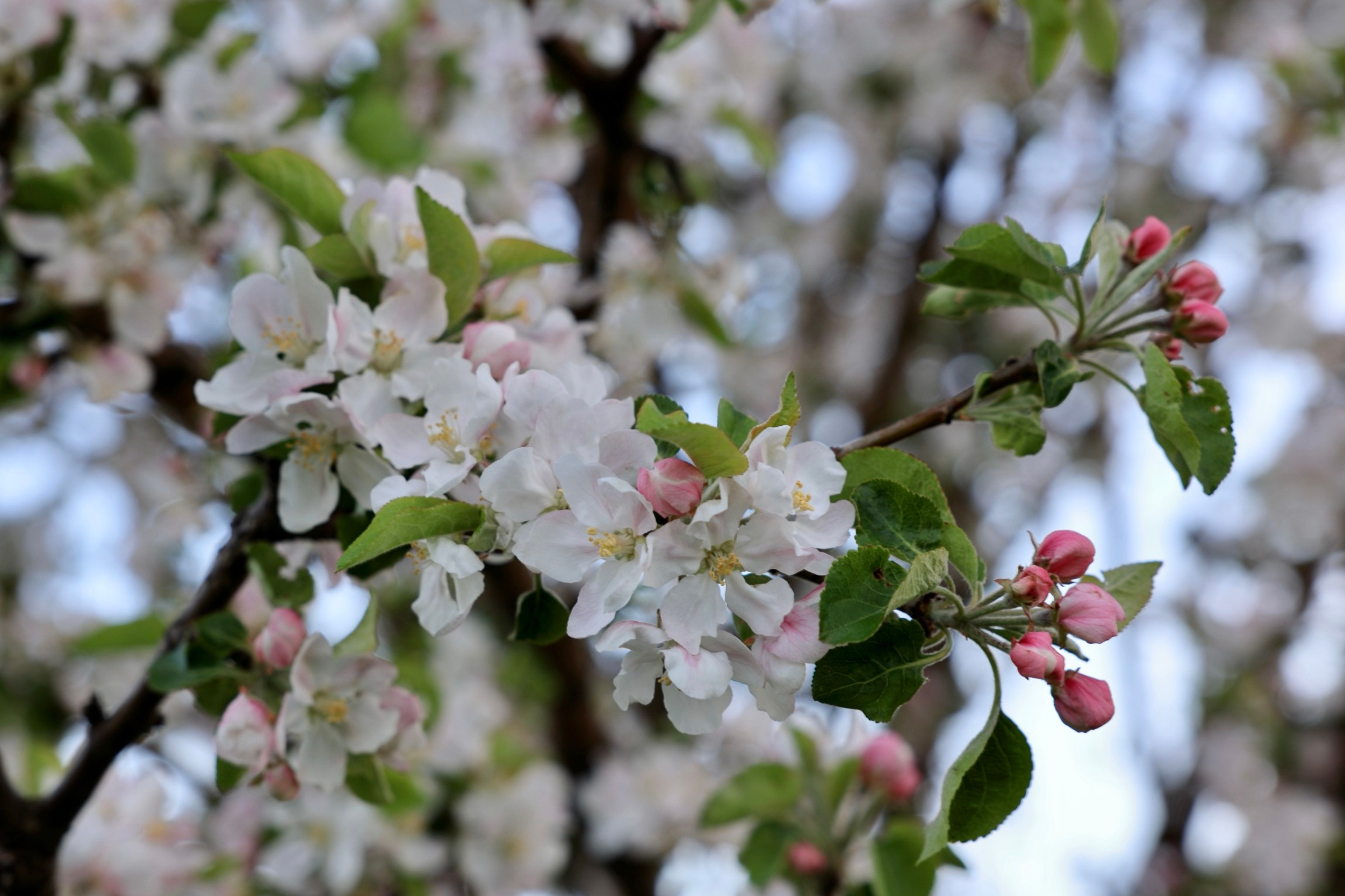 Цветение яблони