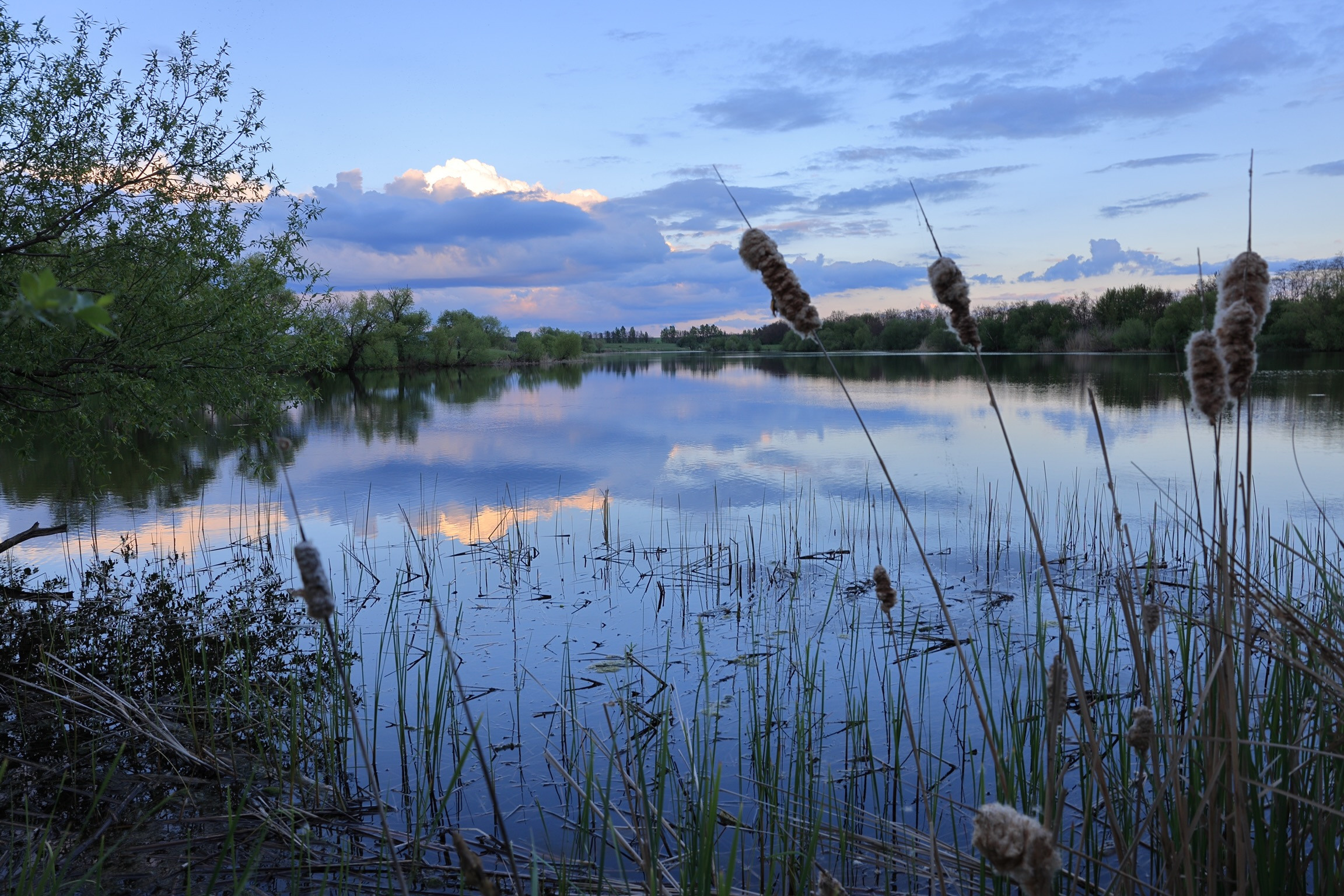 Вечерний пруд, камыш, деревья