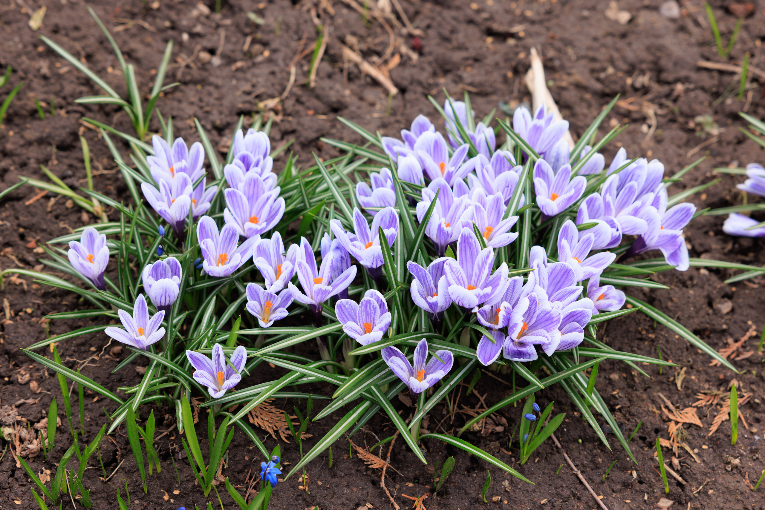 Весенний цветущий крокус