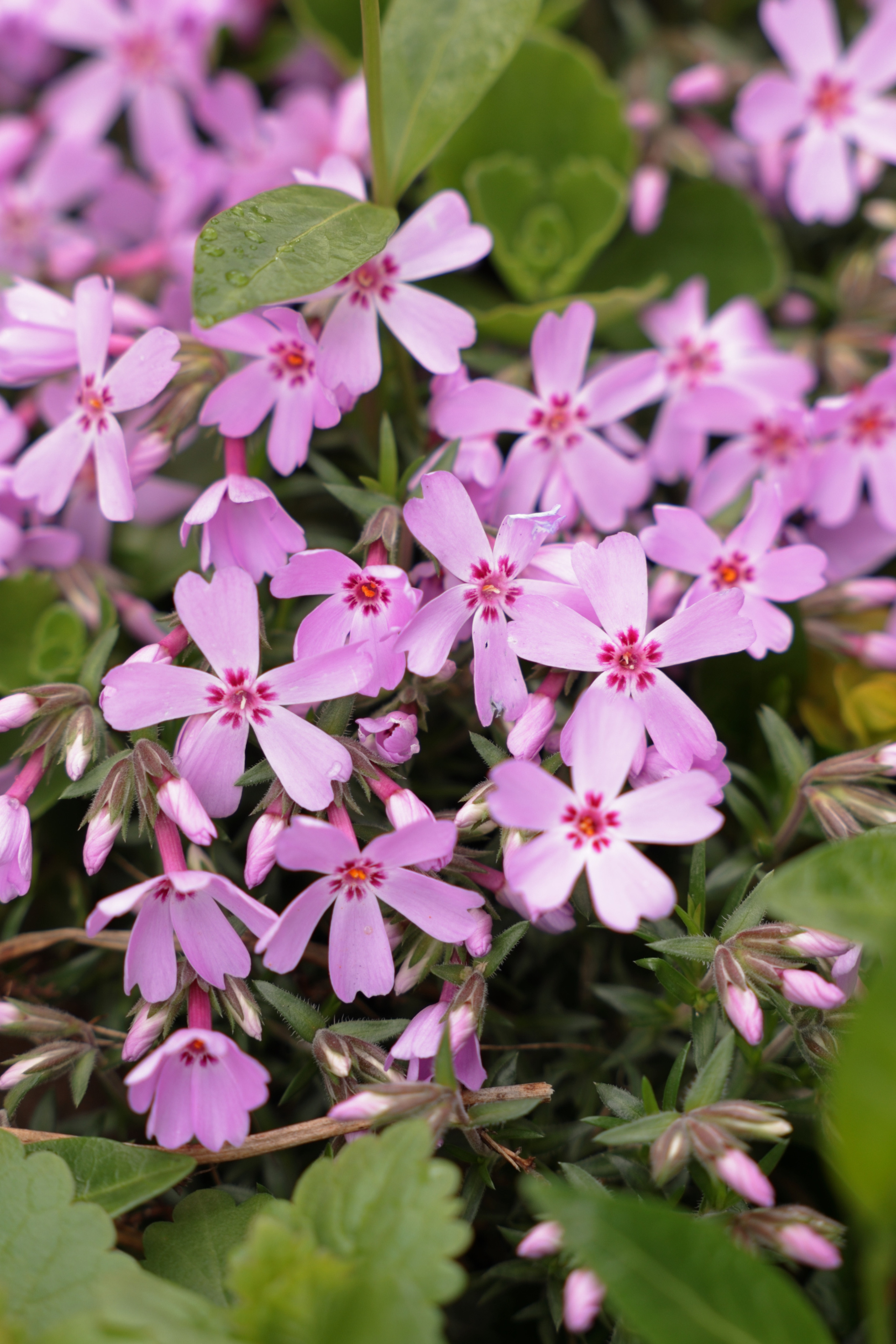 Флокс шиловидный