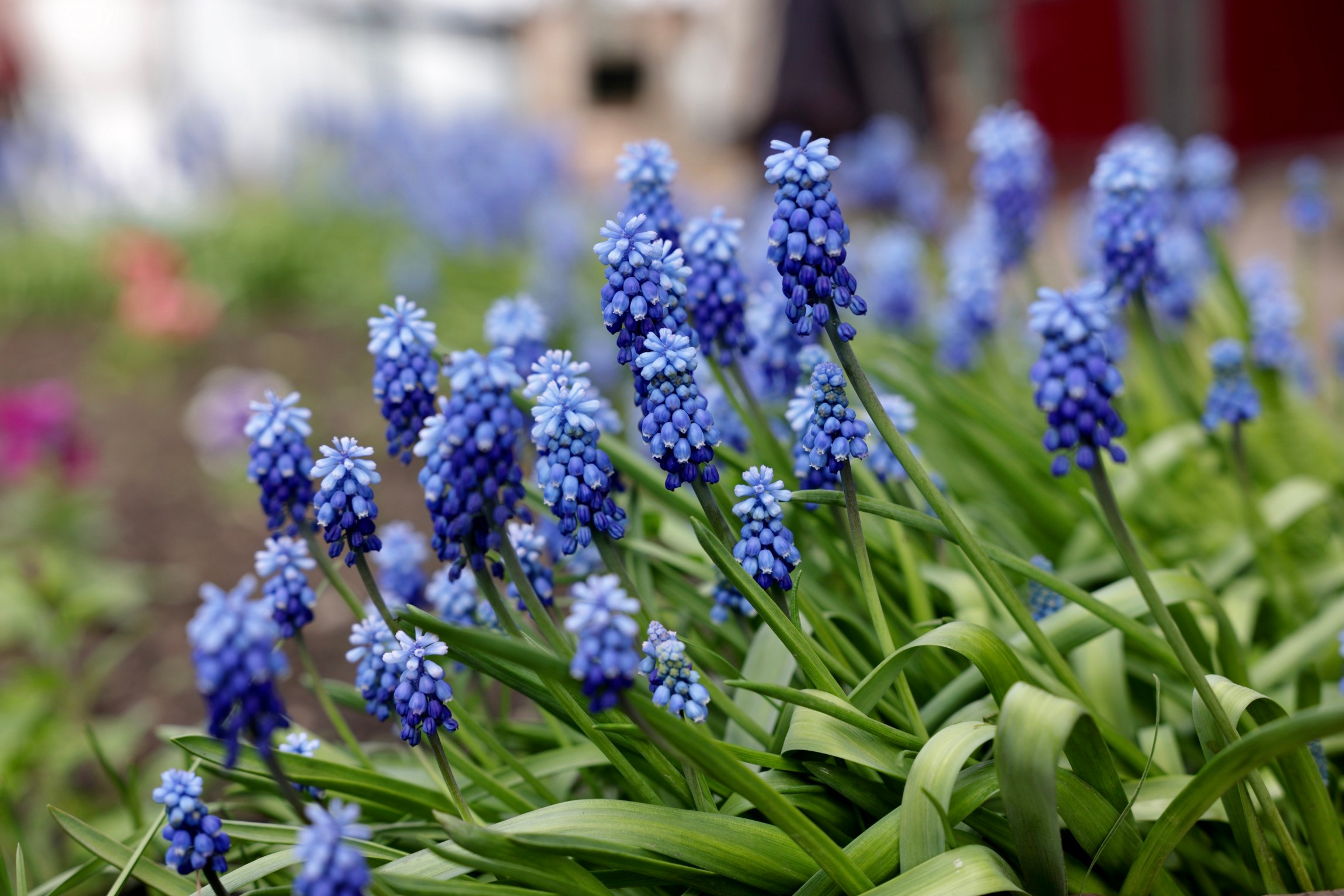 Мышиный гиацинт армянский (мускари армянский)