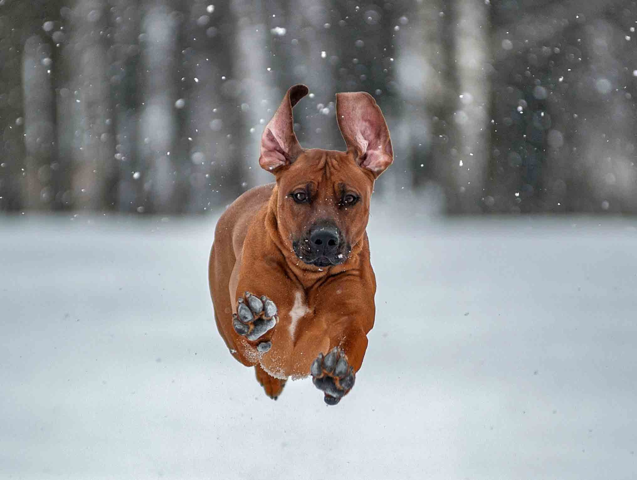 Собаки. Портретная и свадебная фотосъемка. Москва и область