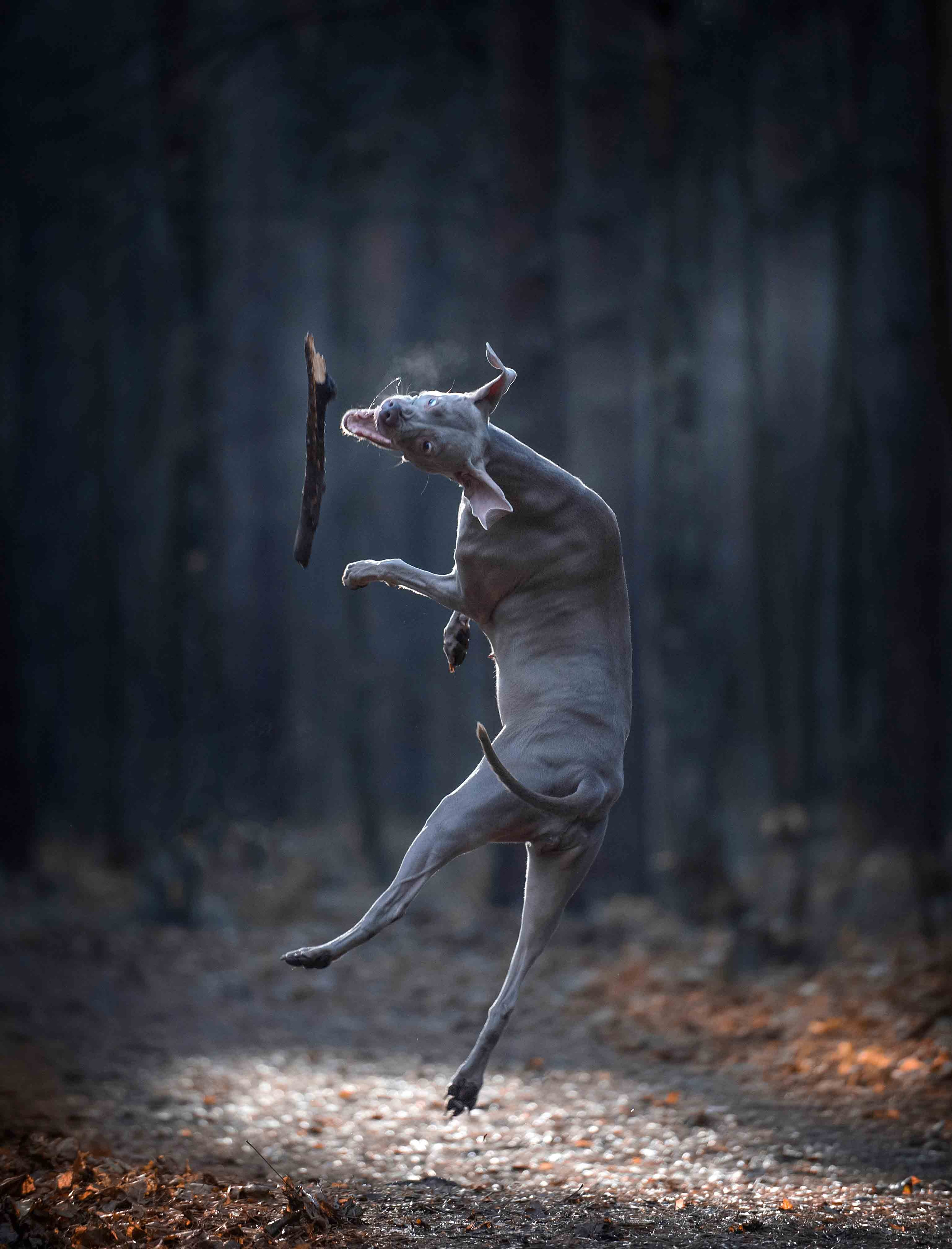 Собаки. Портретная и свадебная фотосъемка. Москва и область