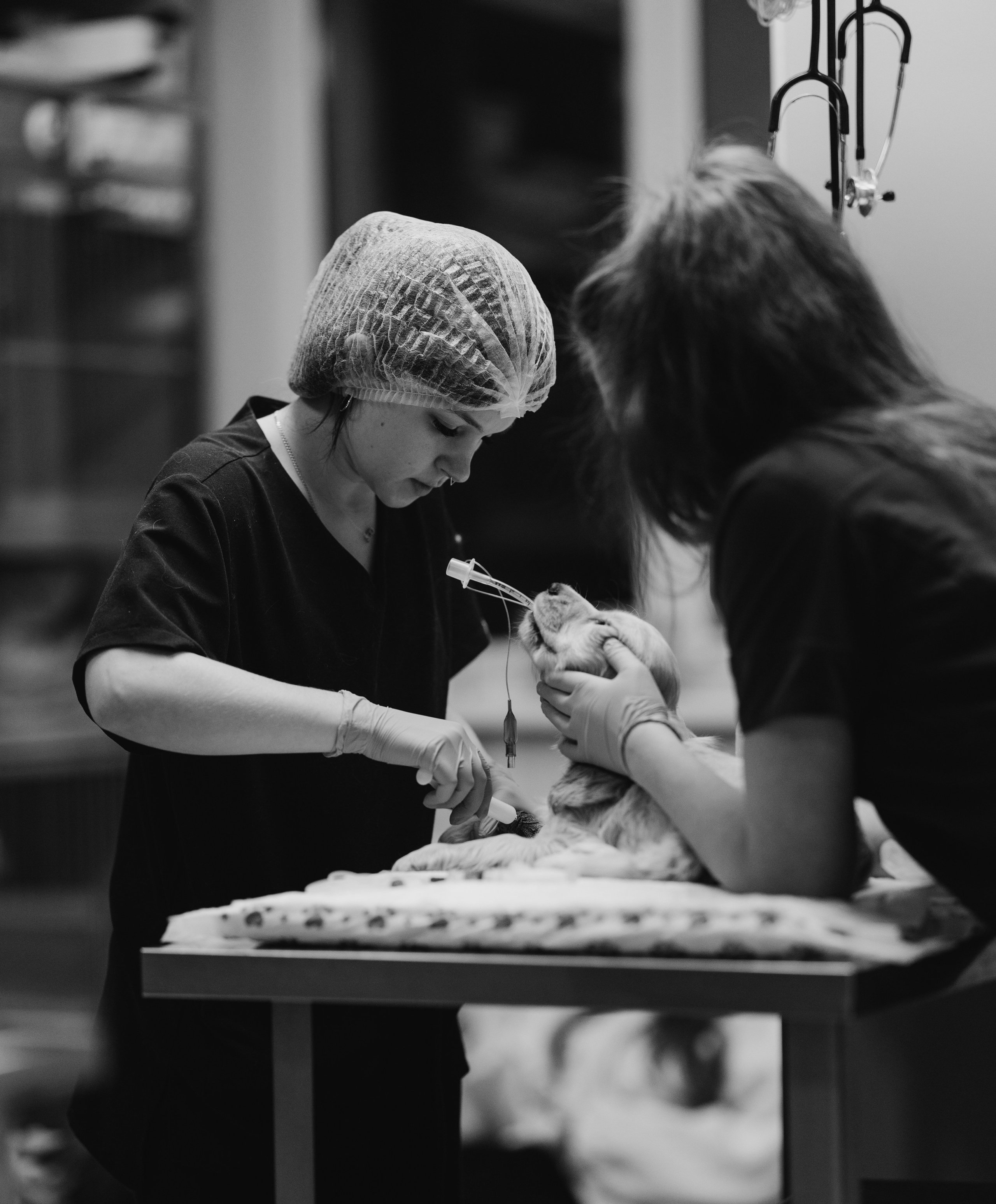 VetLife. Татьяна Афонина | Фотограф