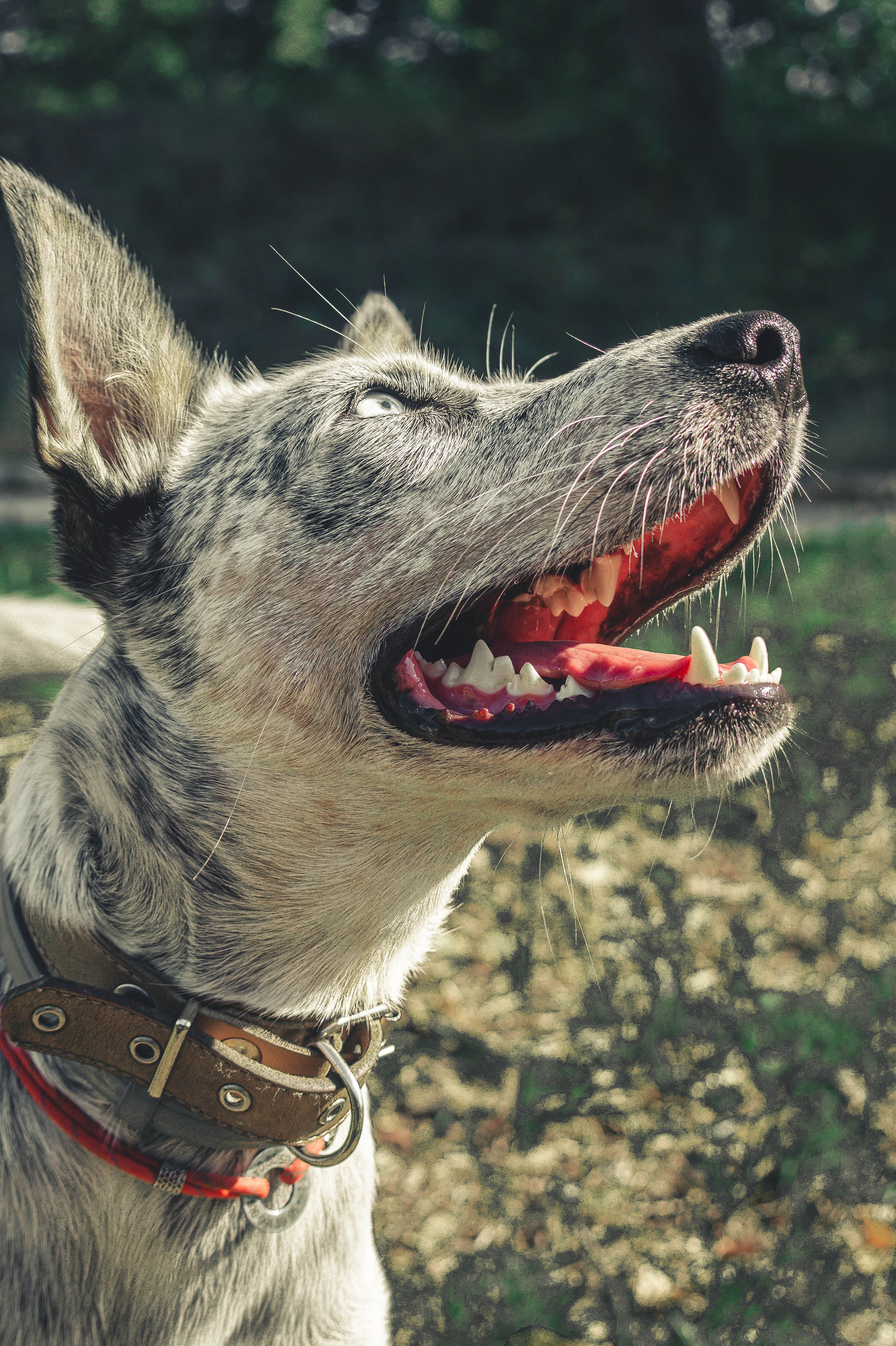 Цунами. Профессиональный фотограф