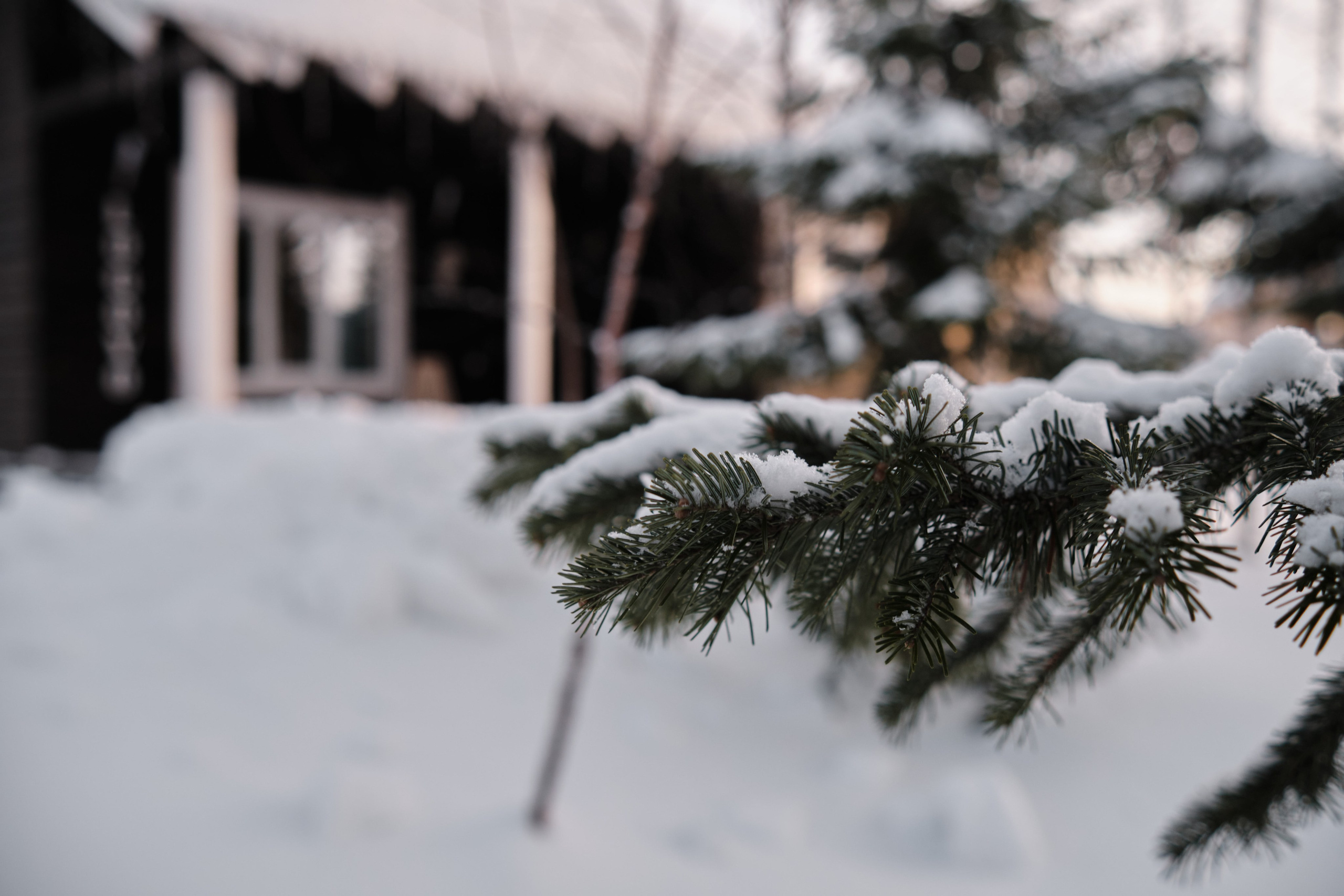 Рябиновая 126. Свадебный и семейный фотограф в Новокузнецке Иван Иванов