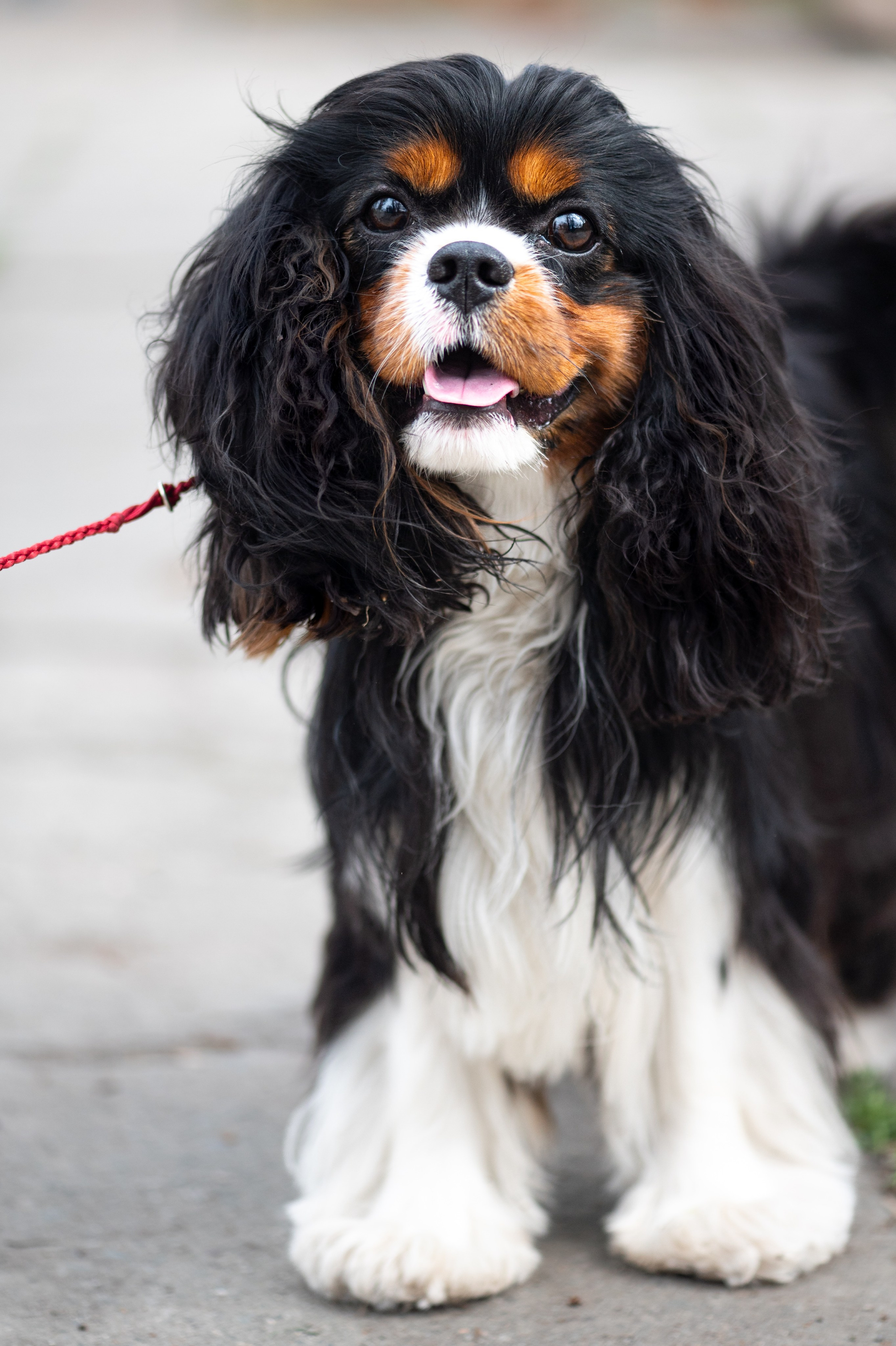 Зверье. Elnora Atnagulova Foodphotography