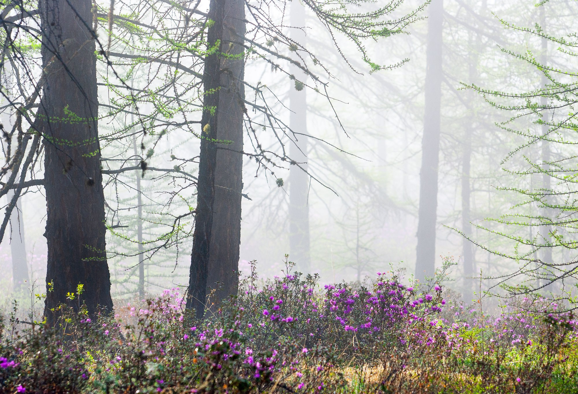 Свадебный фотограф в Геленджике