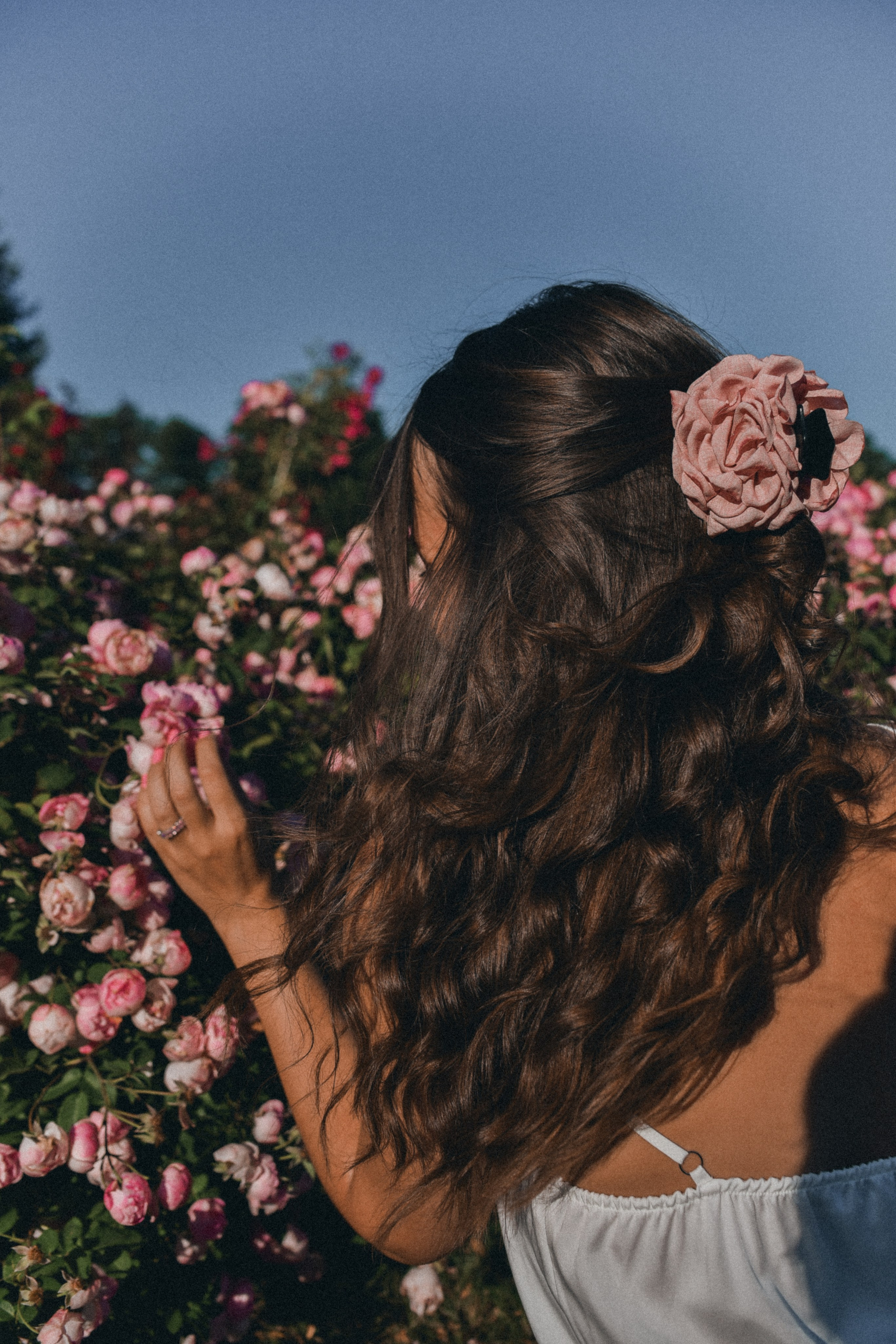 Розовая роща. Семейный фотограф Milena feel it