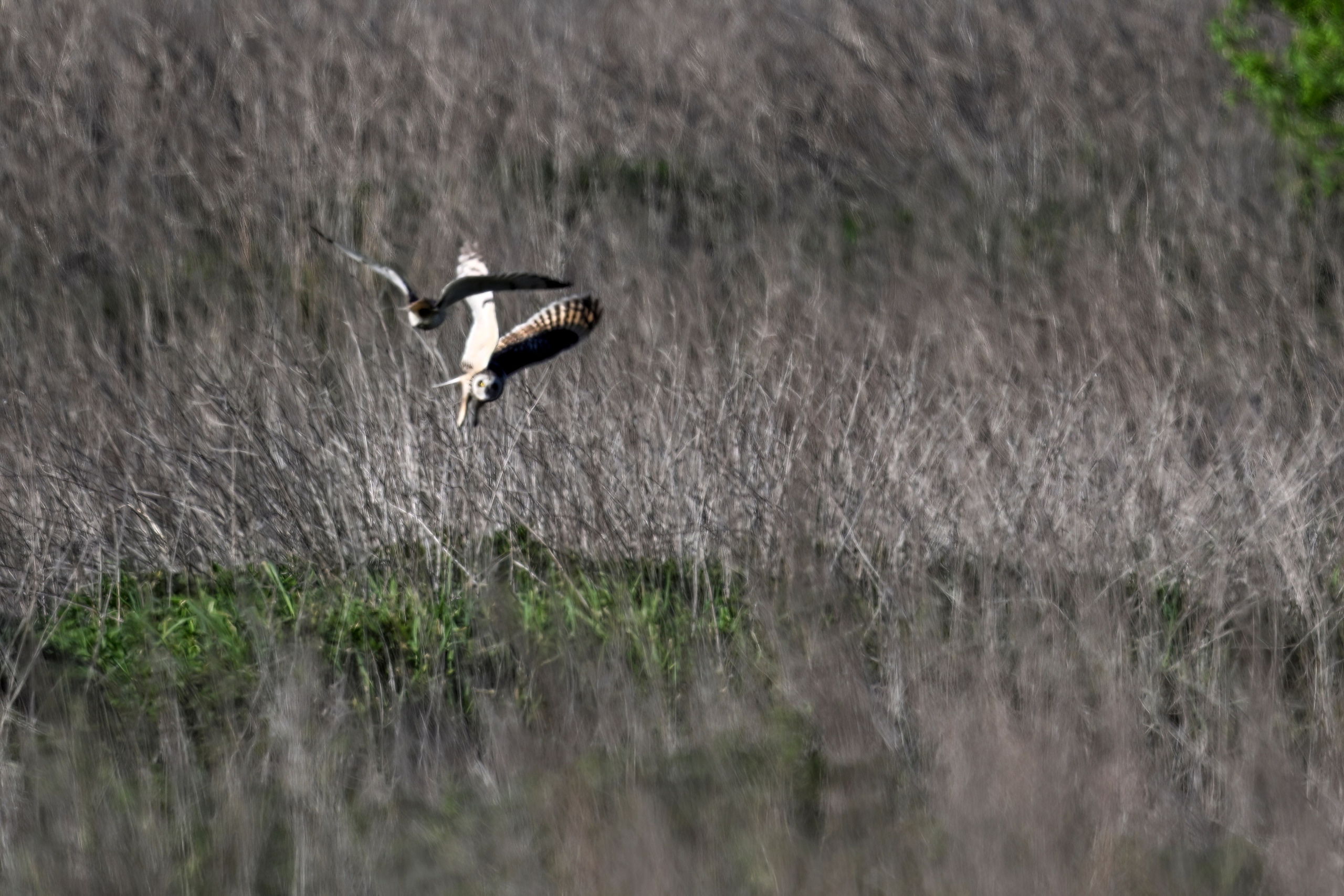 Драки лысух и лунь. Wildlife photography by Sergey Puponin