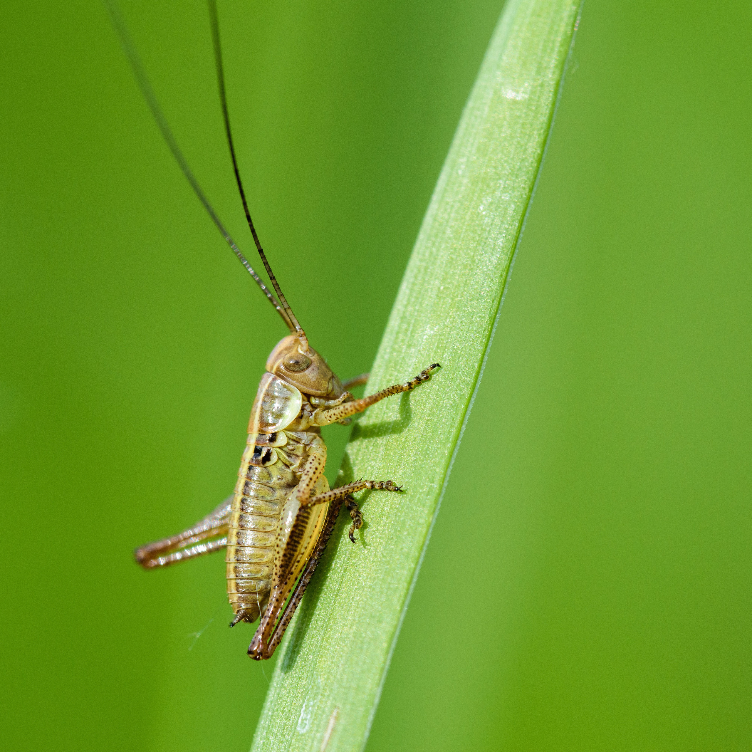 Насекомые. Фотограф Вадим Хмурковский