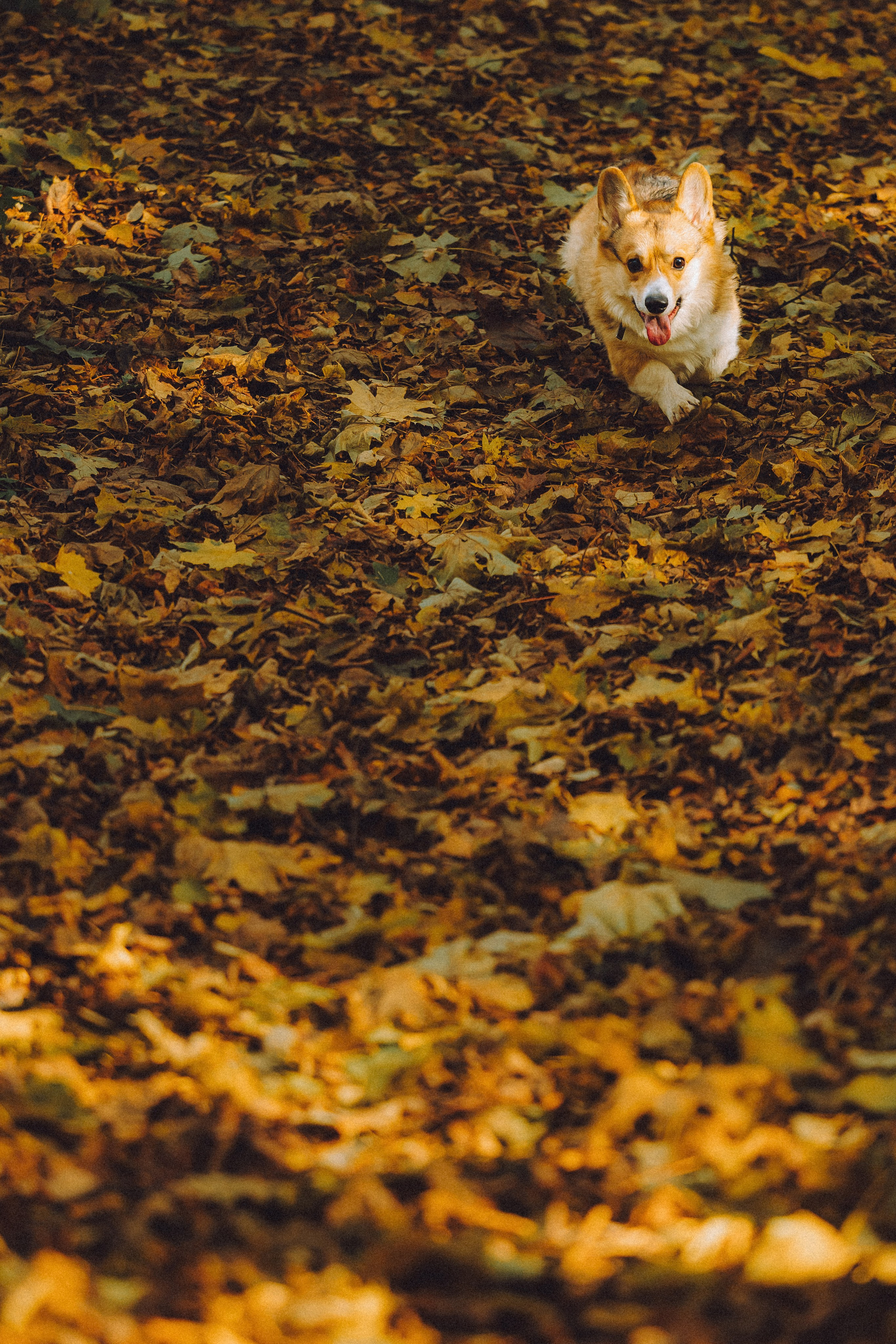 Карина, Даня и Аркаша